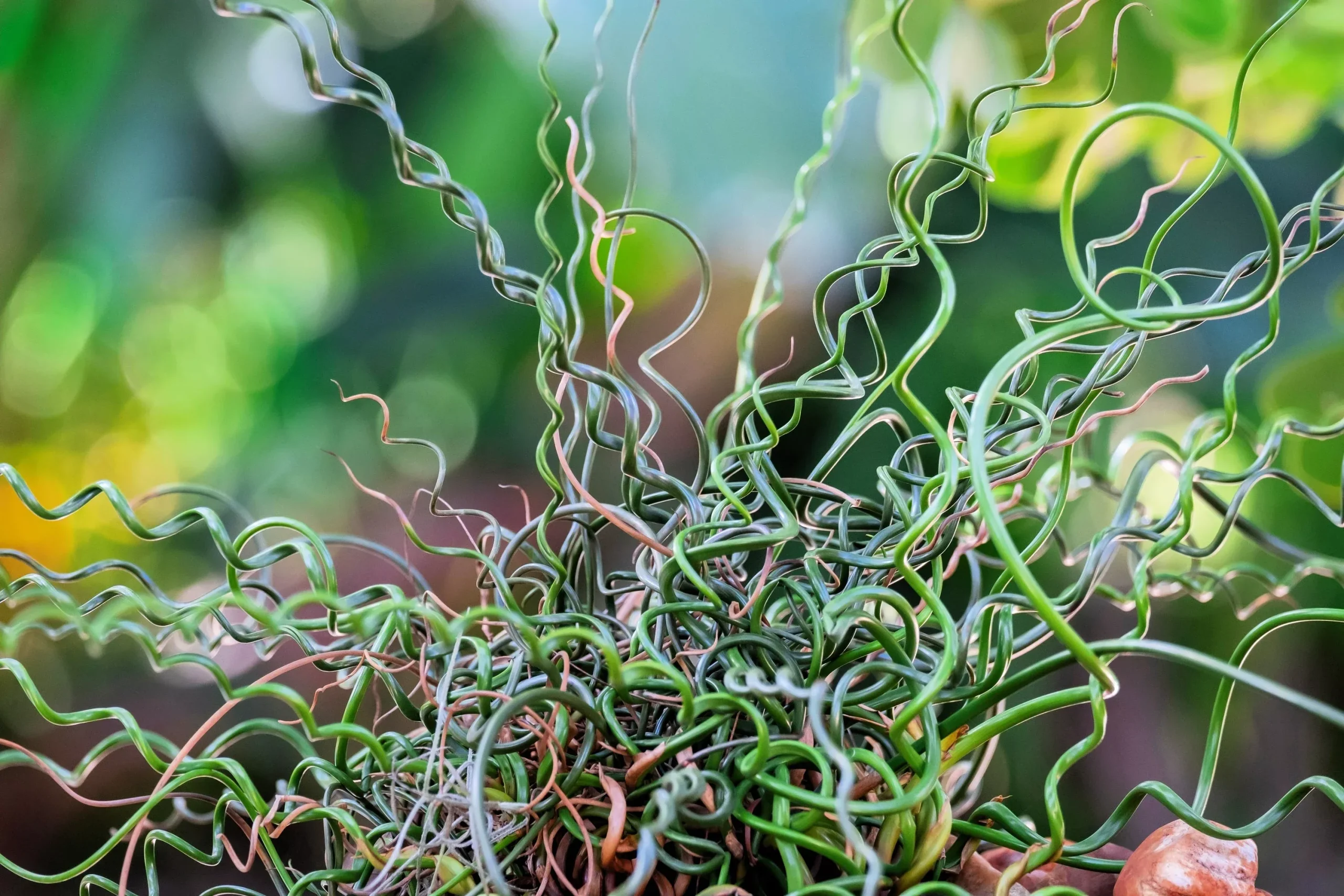 10 CORKSCREW RUSH Spiral Grass Juncus Effusus Spiralis Wetland Pond Seeds