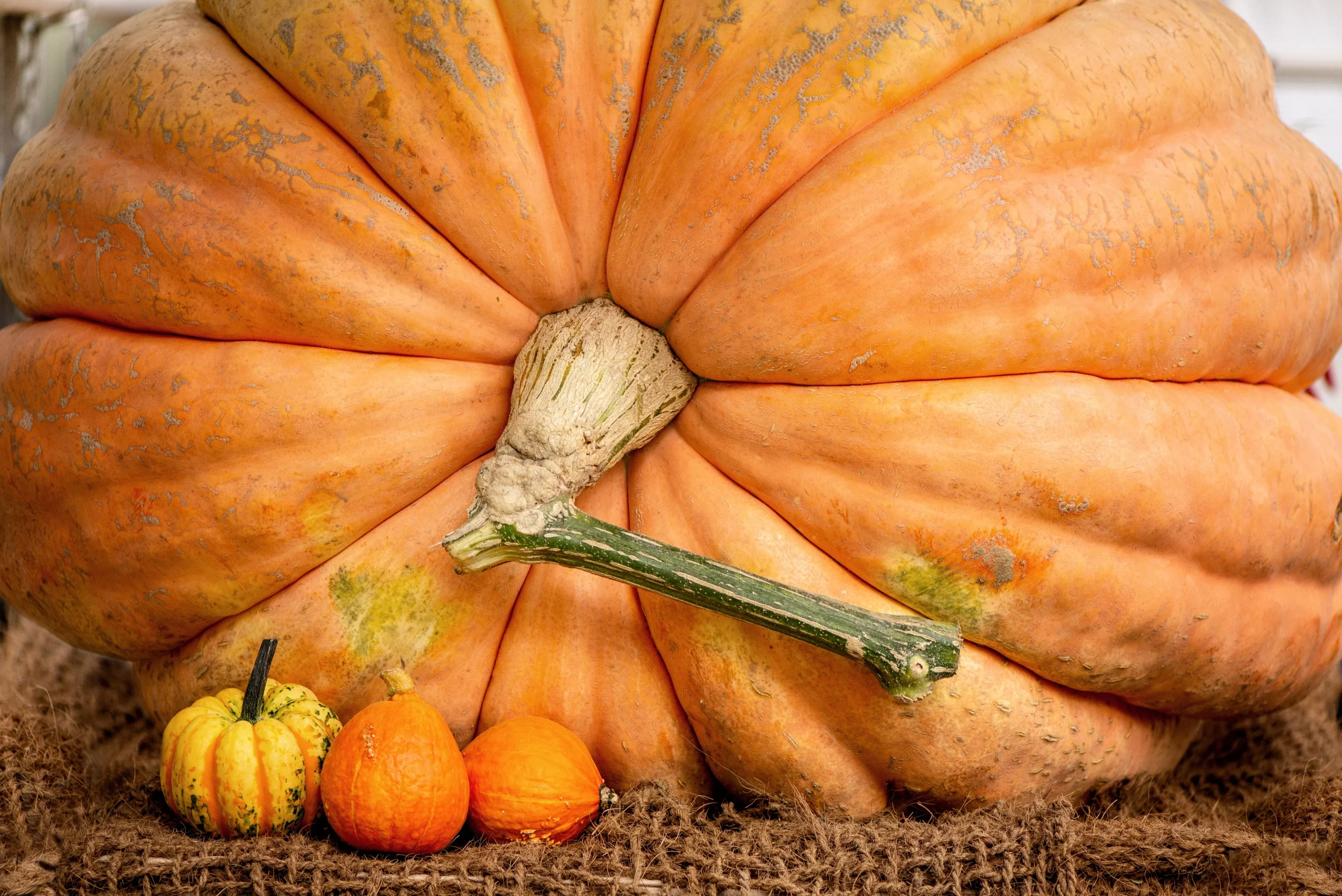 10 Dill’s ATLANTIC GIANT PUMPKIN Up to 2000 lb Cucurbita Vegetable Seeds