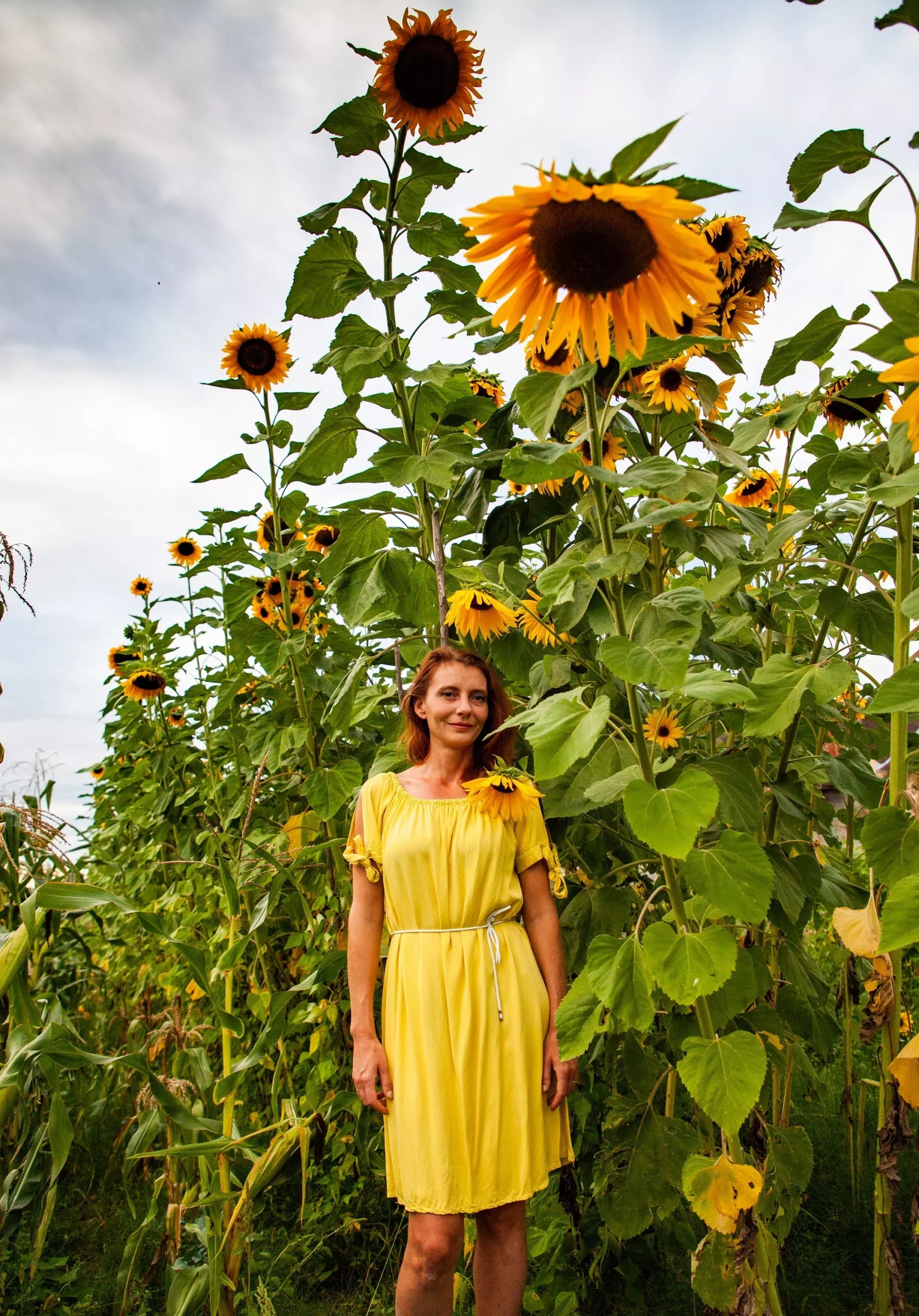 10 Early MAMMOTH RUSSIAN SUNFLOWER Helianthus Annuus Flower Seeds