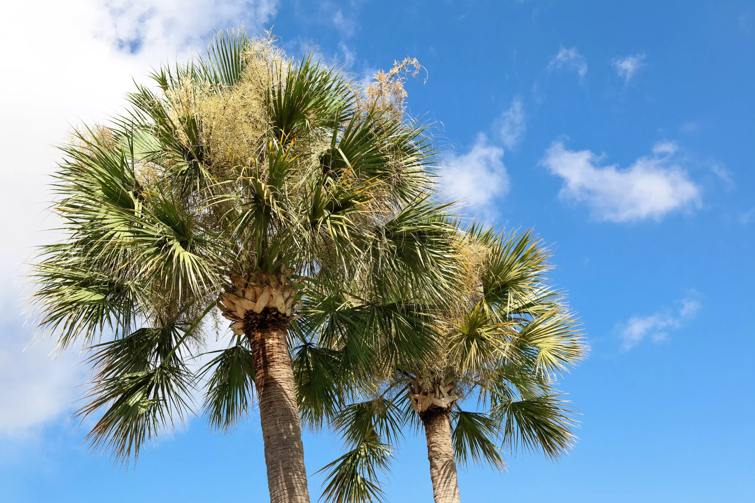 10 Hardy SABAL PALM TREE Cabbage Palmetto Flower Seeds