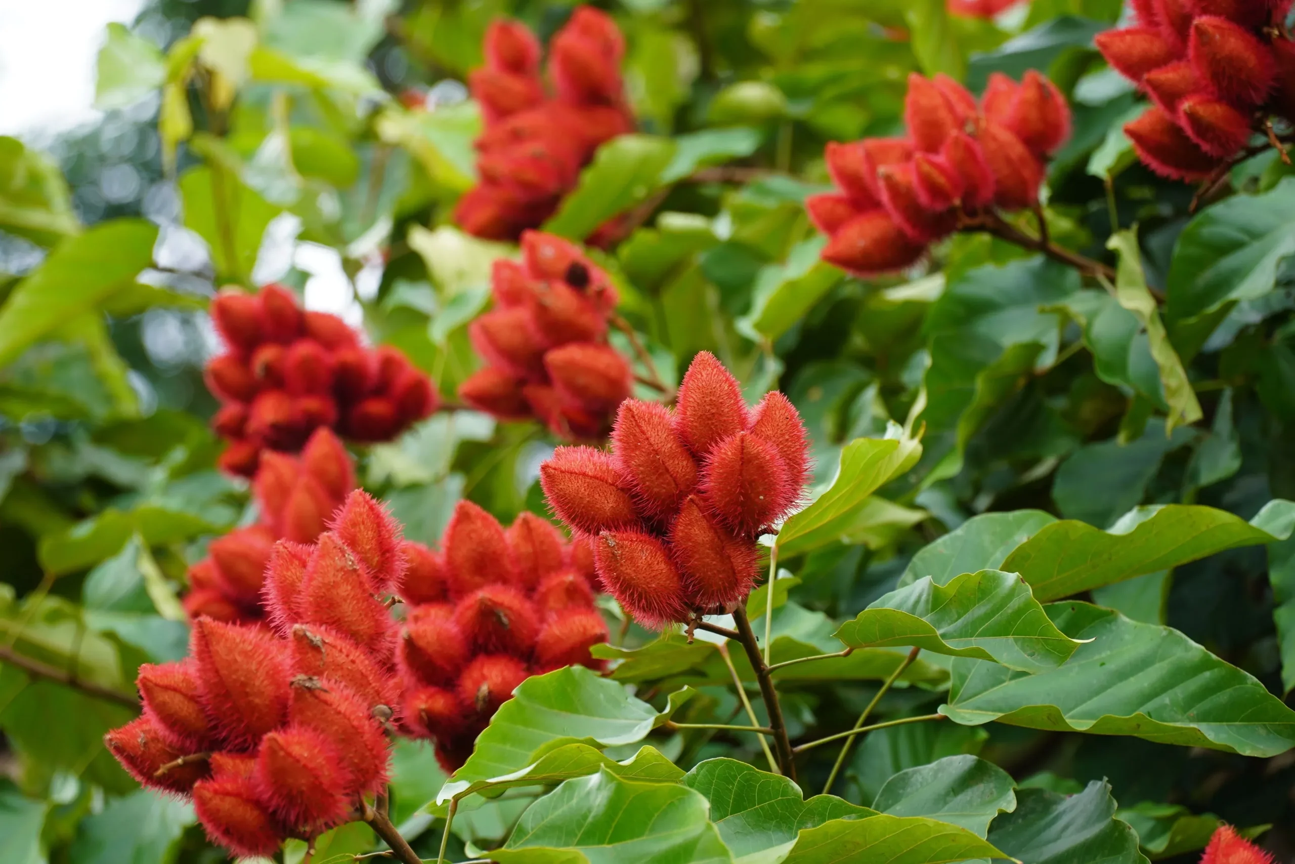 100 ANNATTO TREE Lipstick Plant Bixa Orellana Seeds