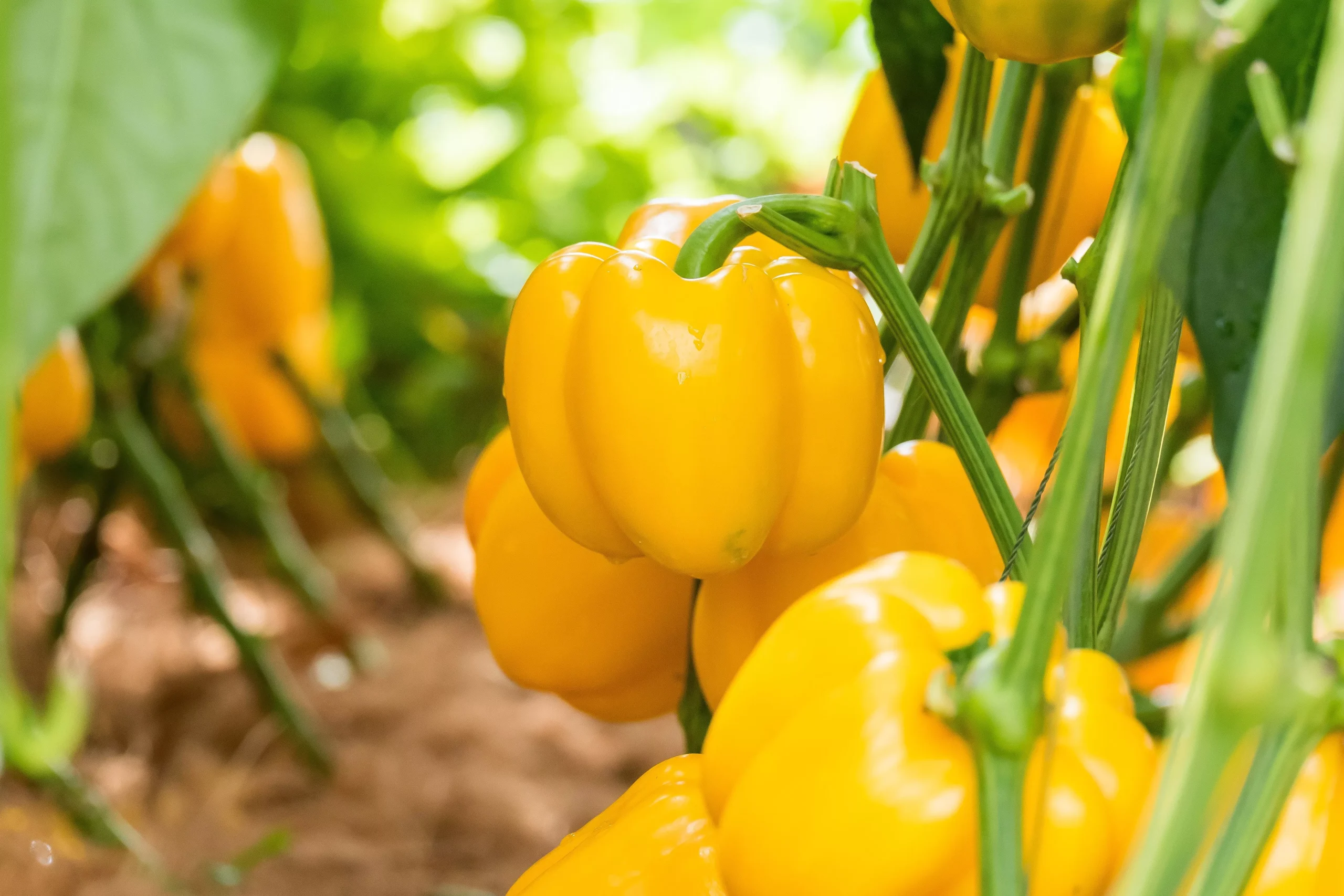 100 CANARY BELL PEPPER Sweet Yellow Capsicum Annuum Vegetable Seeds