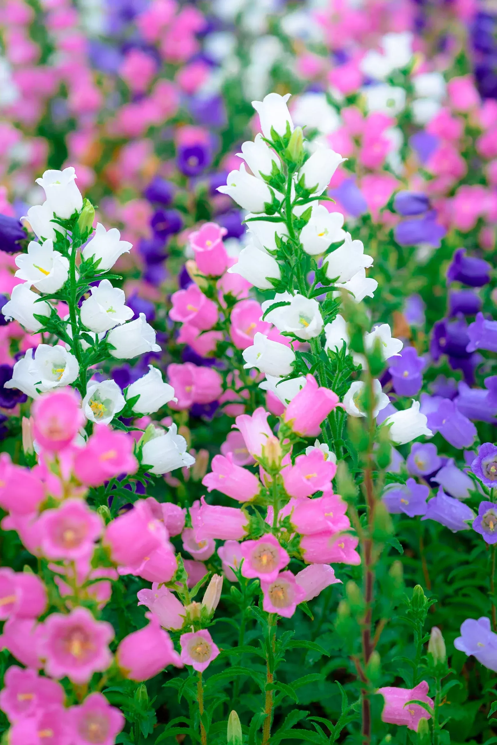 100 MIXED CANTERBURY BELLS – Crown Mix Campanula Medium Flower Seeds