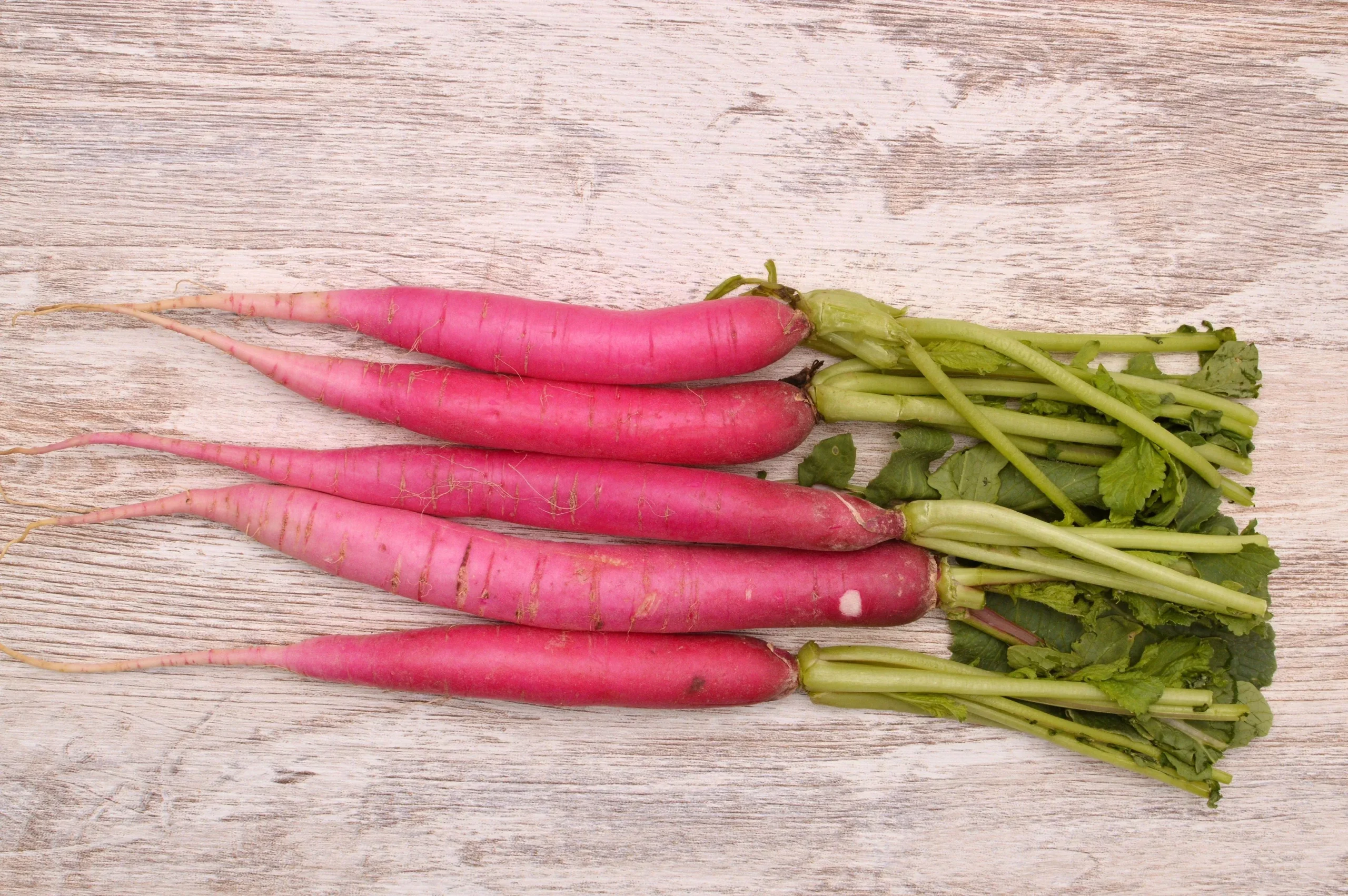 100 PINK SUMMERSICLE RADISH Raphanus Sativus Root Vegetable Seeds