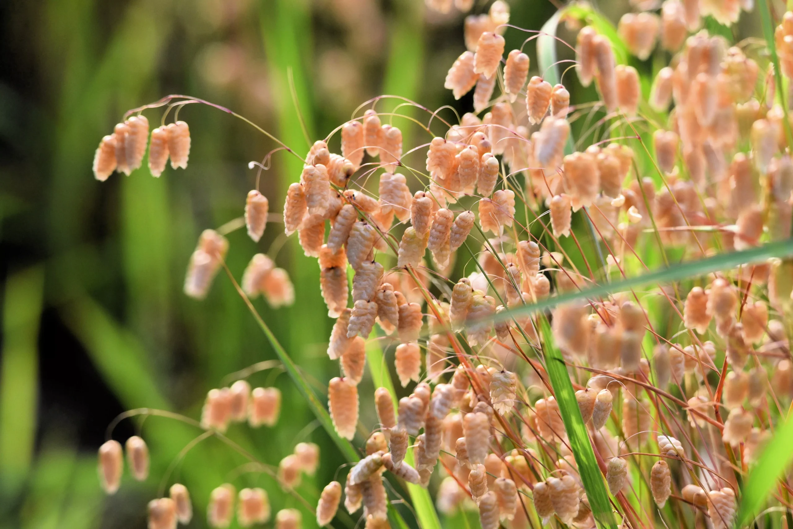 100 QUAKING GRASS (Rattlesnake Grass) Briza Maxima Seeds