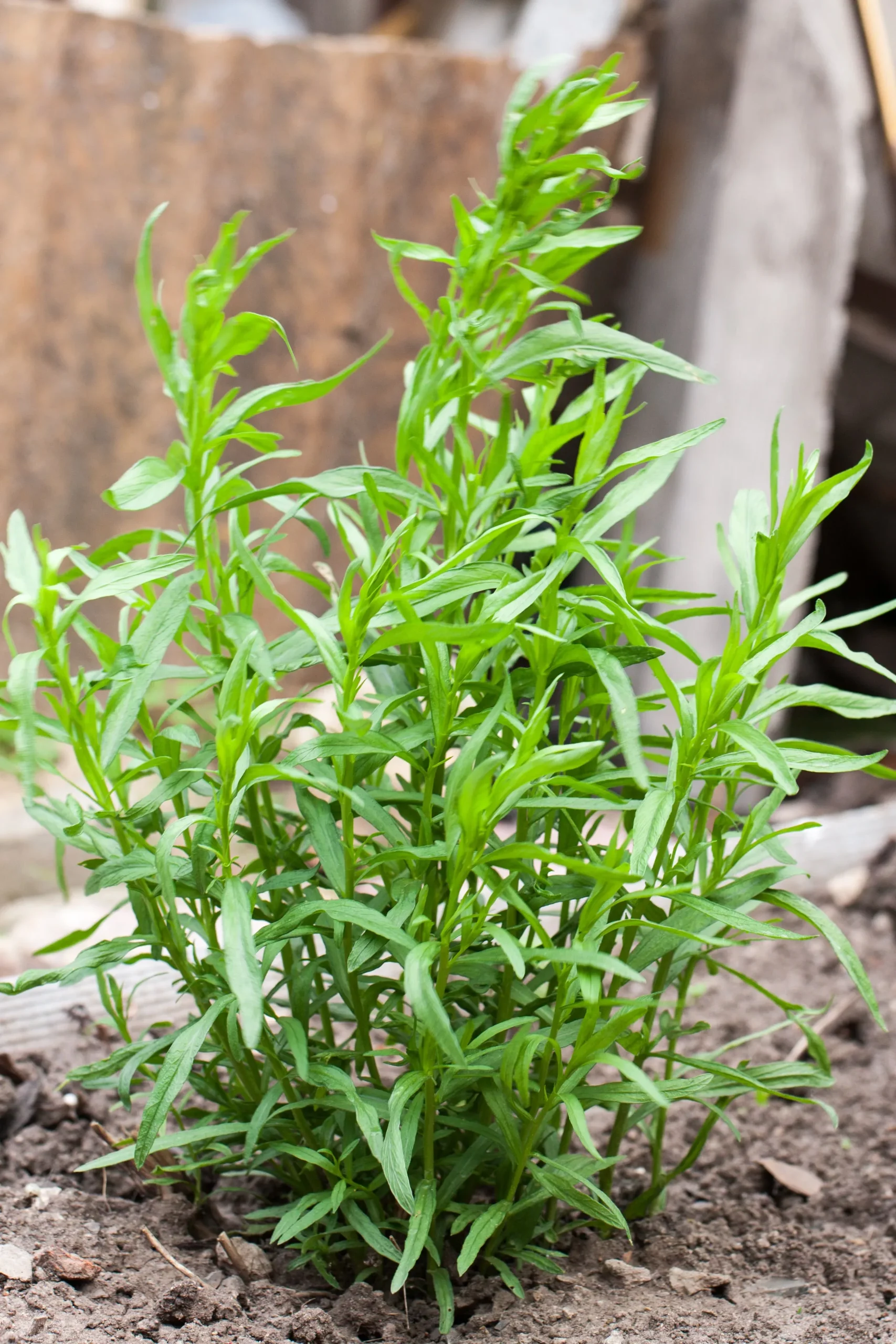 100 TARRAGON -Kitchen / Common / Dragons Wort – Artemisia Dracunculus Flower Culinary Herb Seeds