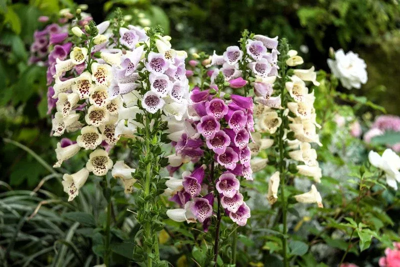 1000 DWARF FOXY MIX FOXGLOVE Digitalis Purpurea Flower Seeds