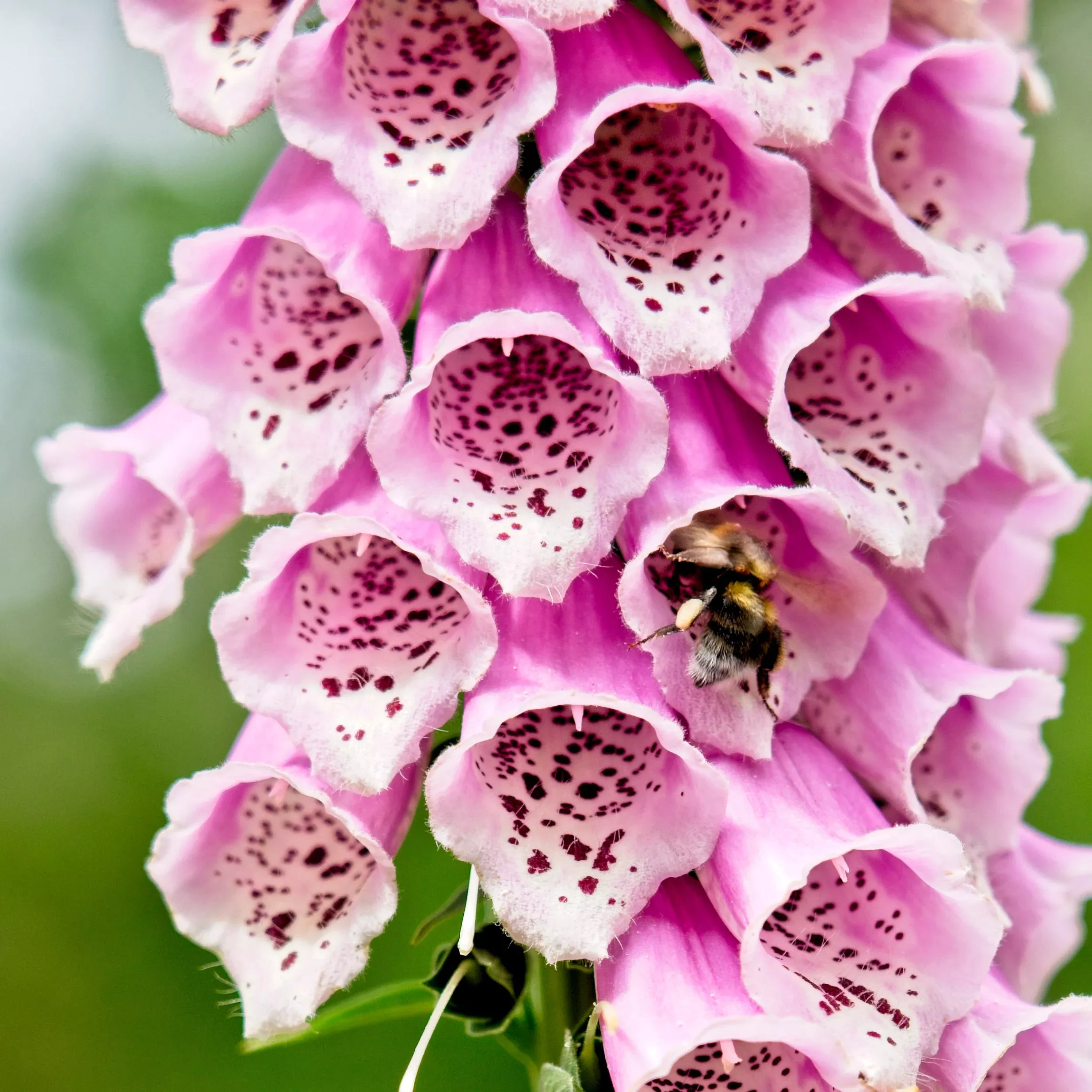 1000 PINK FOXGLOVE Digiitalis Purpurea Flower Seeds