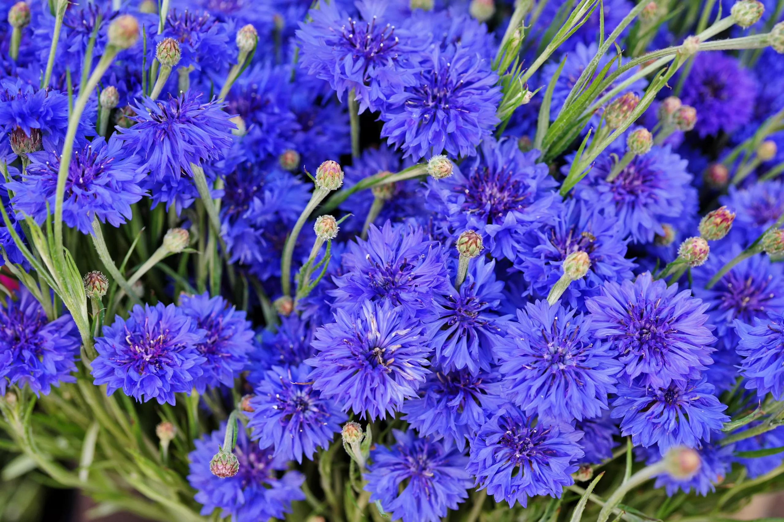 1000 Tall Blue BACHELOR’S BUTTON / CORNFLOWER Centaurea Cyanus Flower Seeds