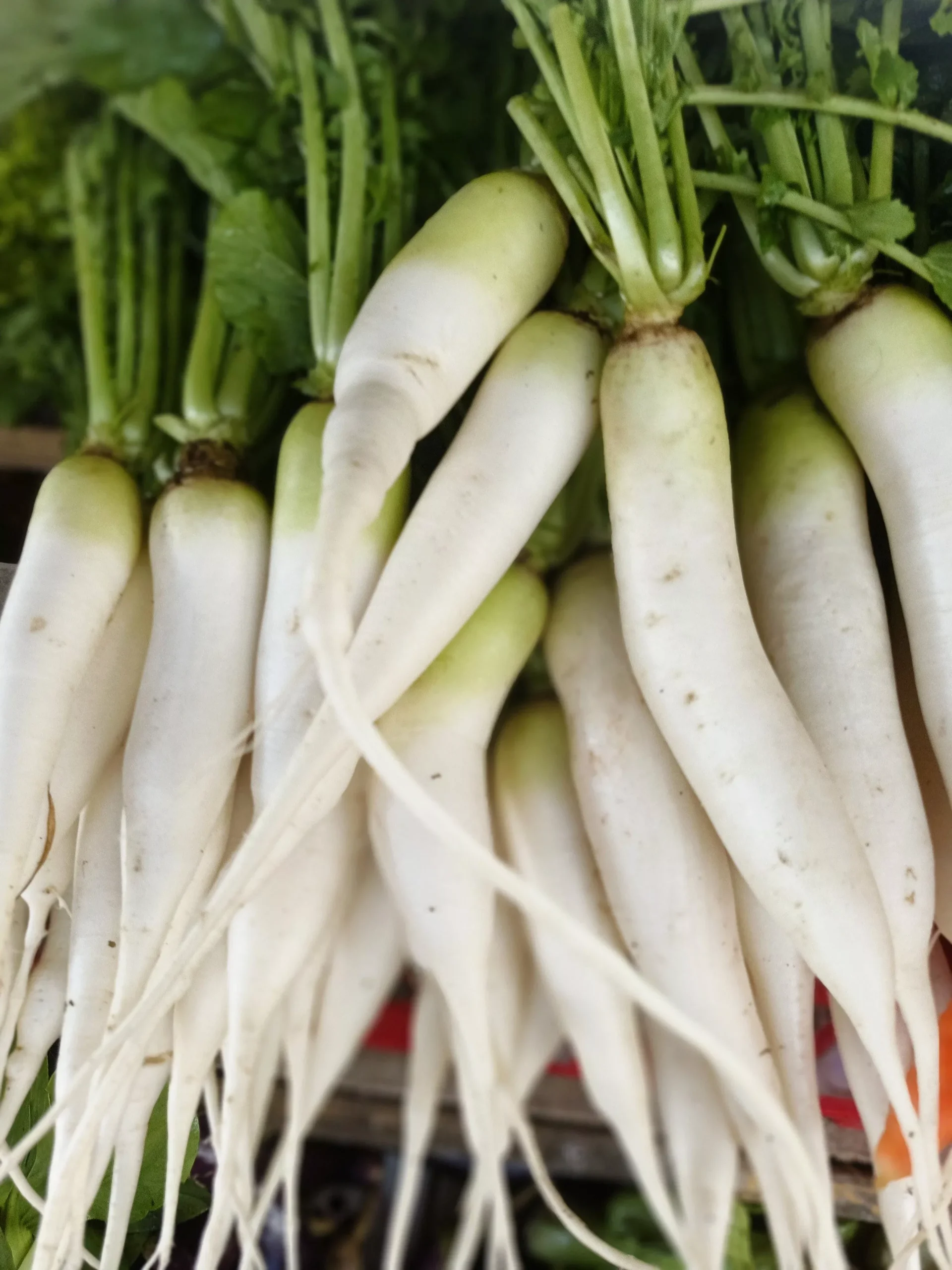 1250 WHITE ICICLE RADISH Raphanus Sativus Vegetable Seeds