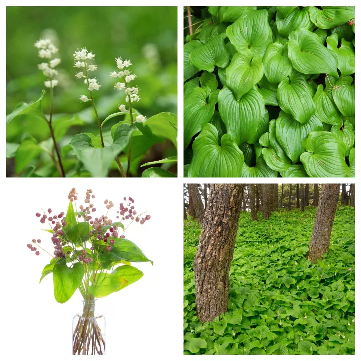 15 BEADRUBY Maianthemum Dilatatum aka False Lily of the Valley, Solomon’s Seal, Snakeberry, May Lily, Native White Flower Red Berry Moist Shade Seeds
