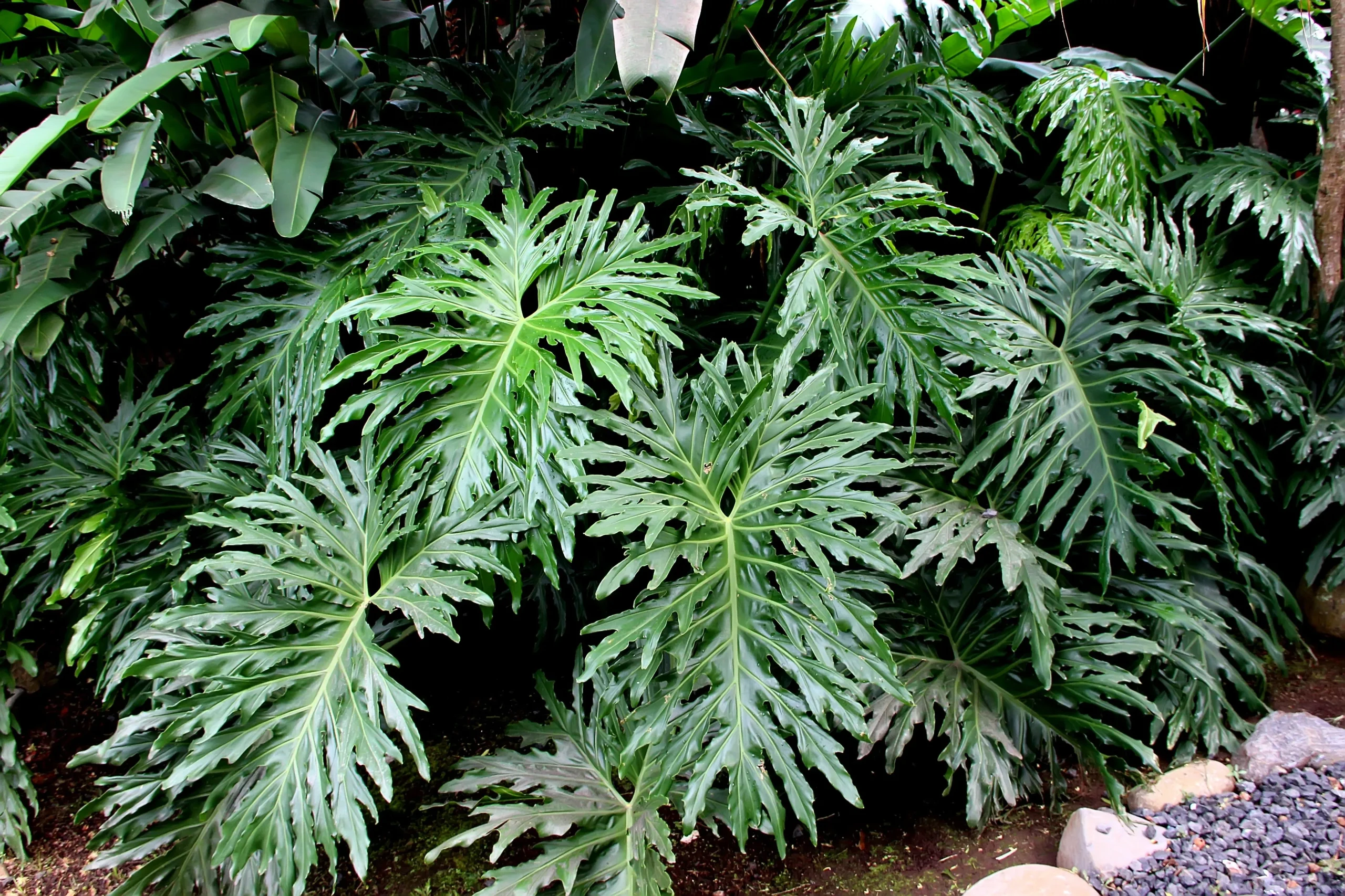 15 Lacy TREE PHILODENDRON Split Leaf Cut-leaf Selloum House Plant Seeds