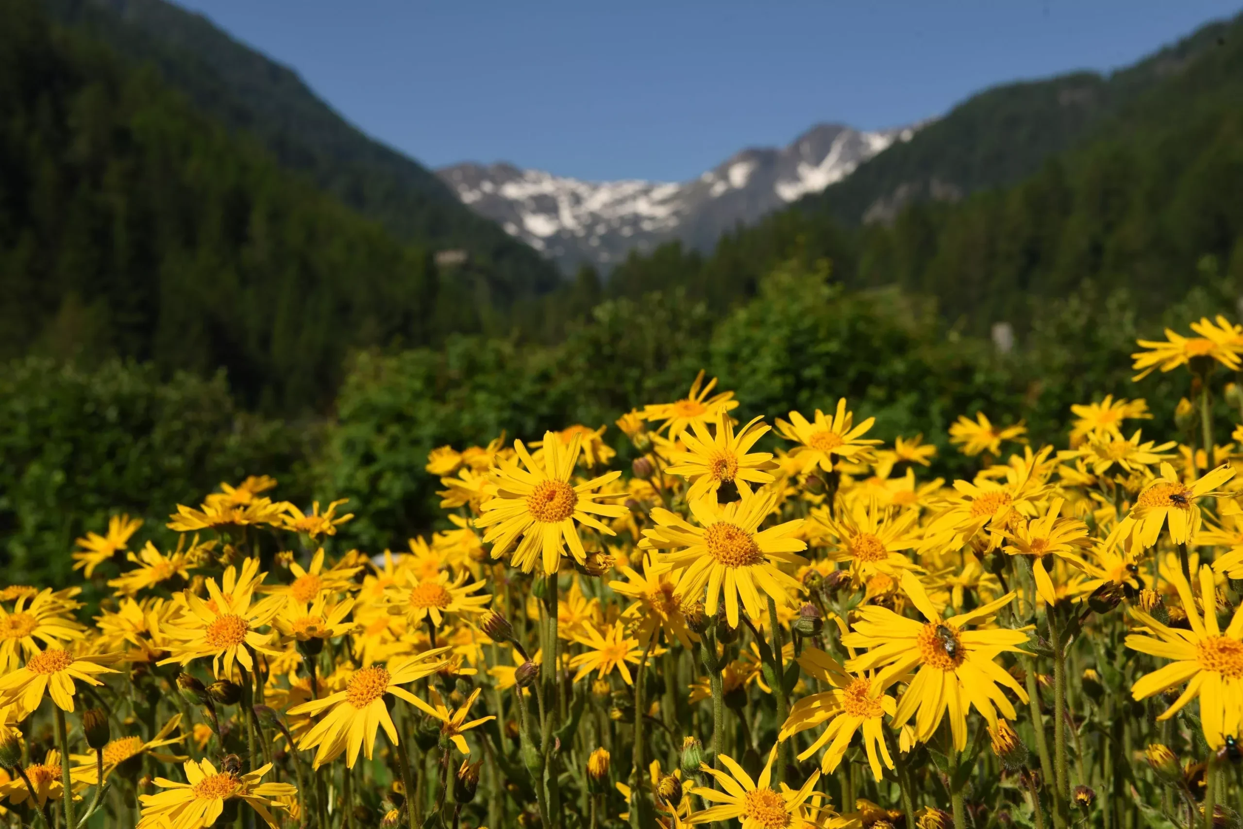 15 MOUNTAIN ARNICA Montana Wolf’s Bane Yellow Flower Herb Seeds