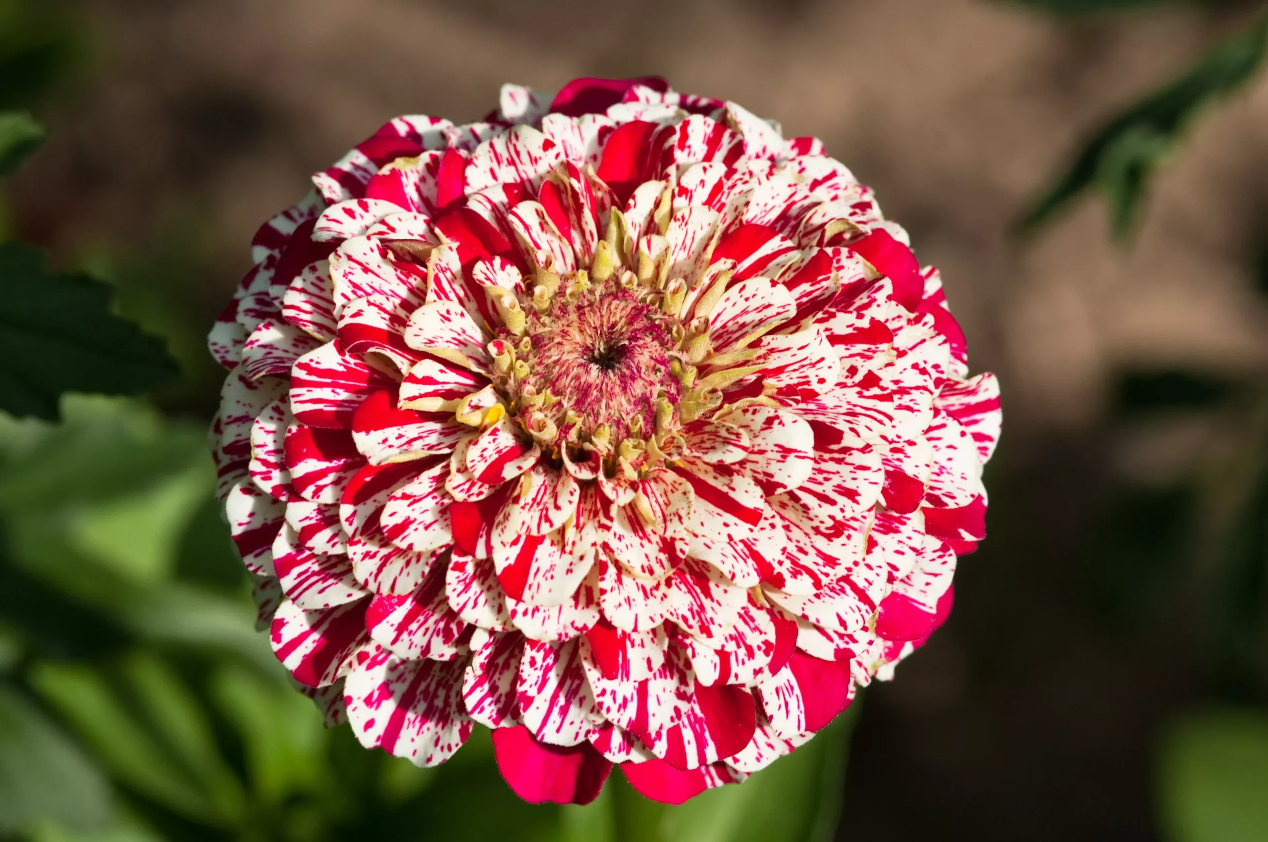 150 CANDY STRIPE ZINNIA Mix Elegans Flower Seeds Mixed Colors with Red Stripes