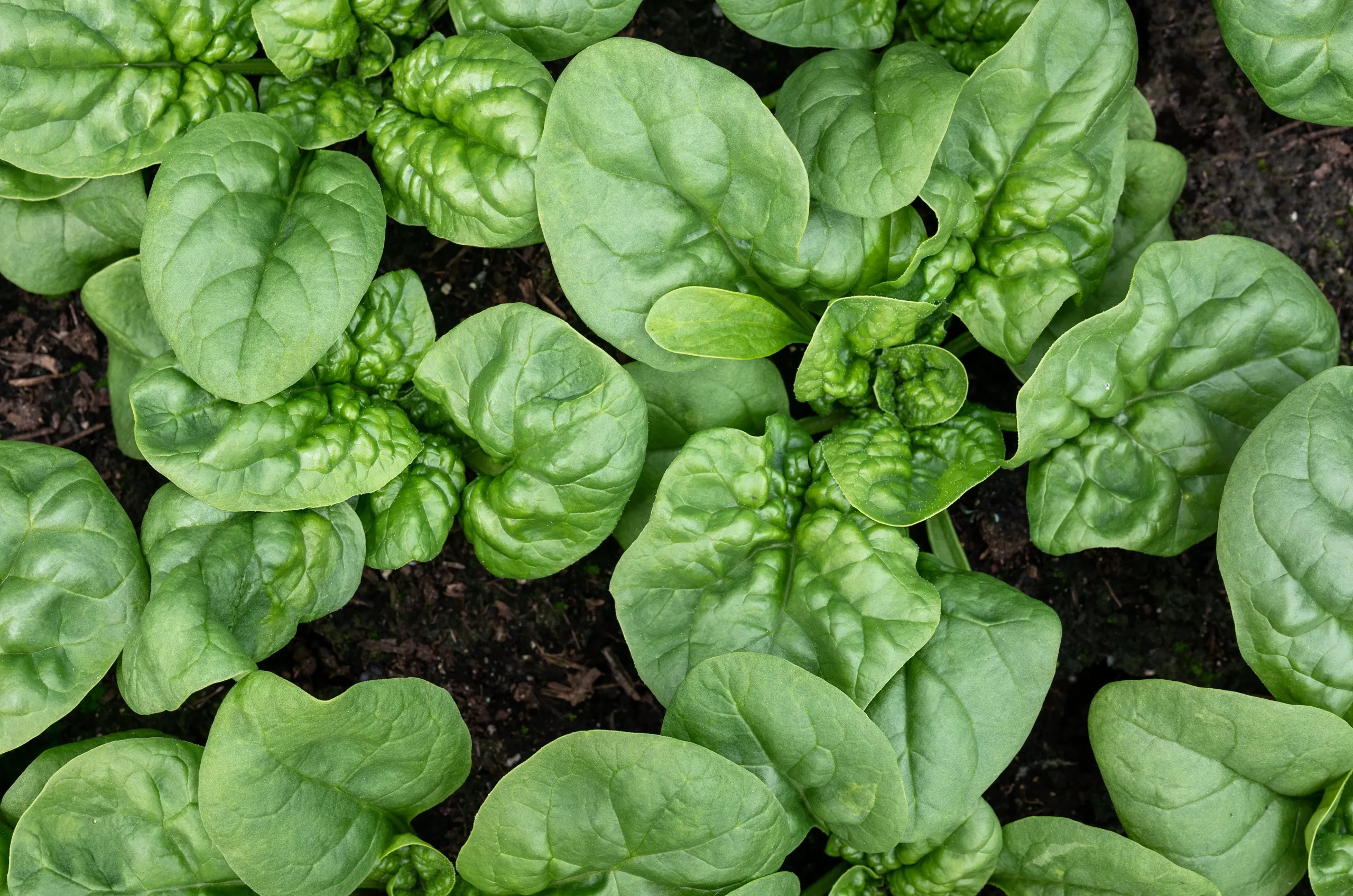 1500 BLOOMSDALE SPINACH Spinacia Oleracea Vegetable Seeds