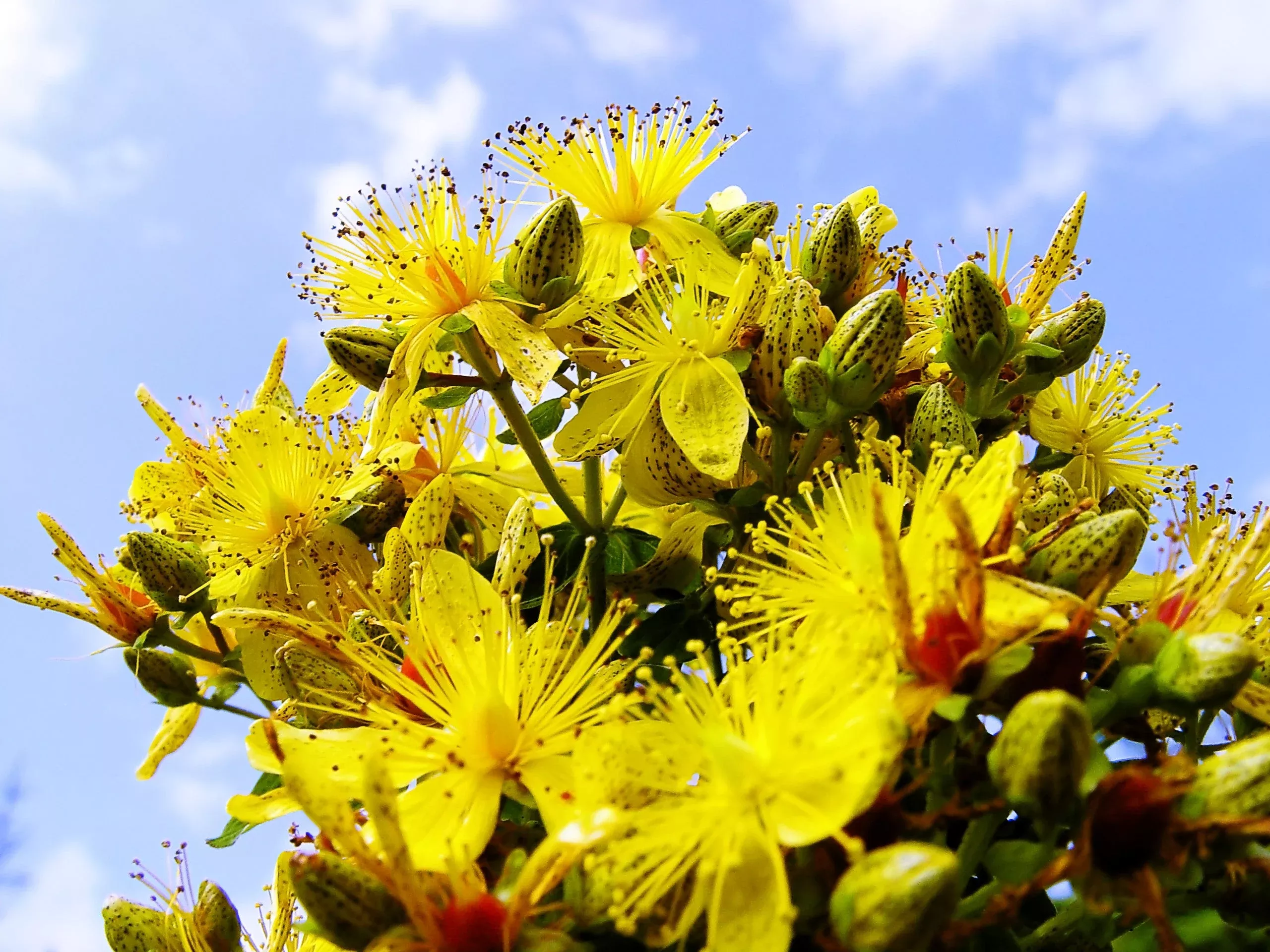 1500 Great SAINT JOHNS WORT St John’s Hypericum Pyramidatum Yellow Flower Herb Seeds