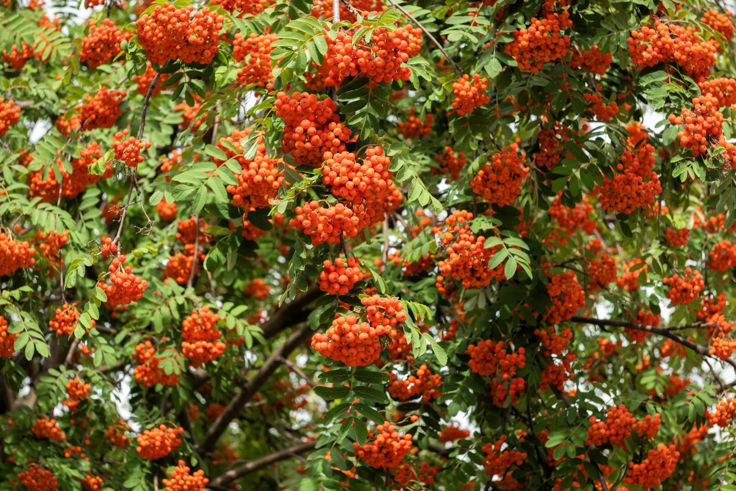 20 ASH TREE Mountain / Amur / Rowan – Sorbus Aucuparia Seeds