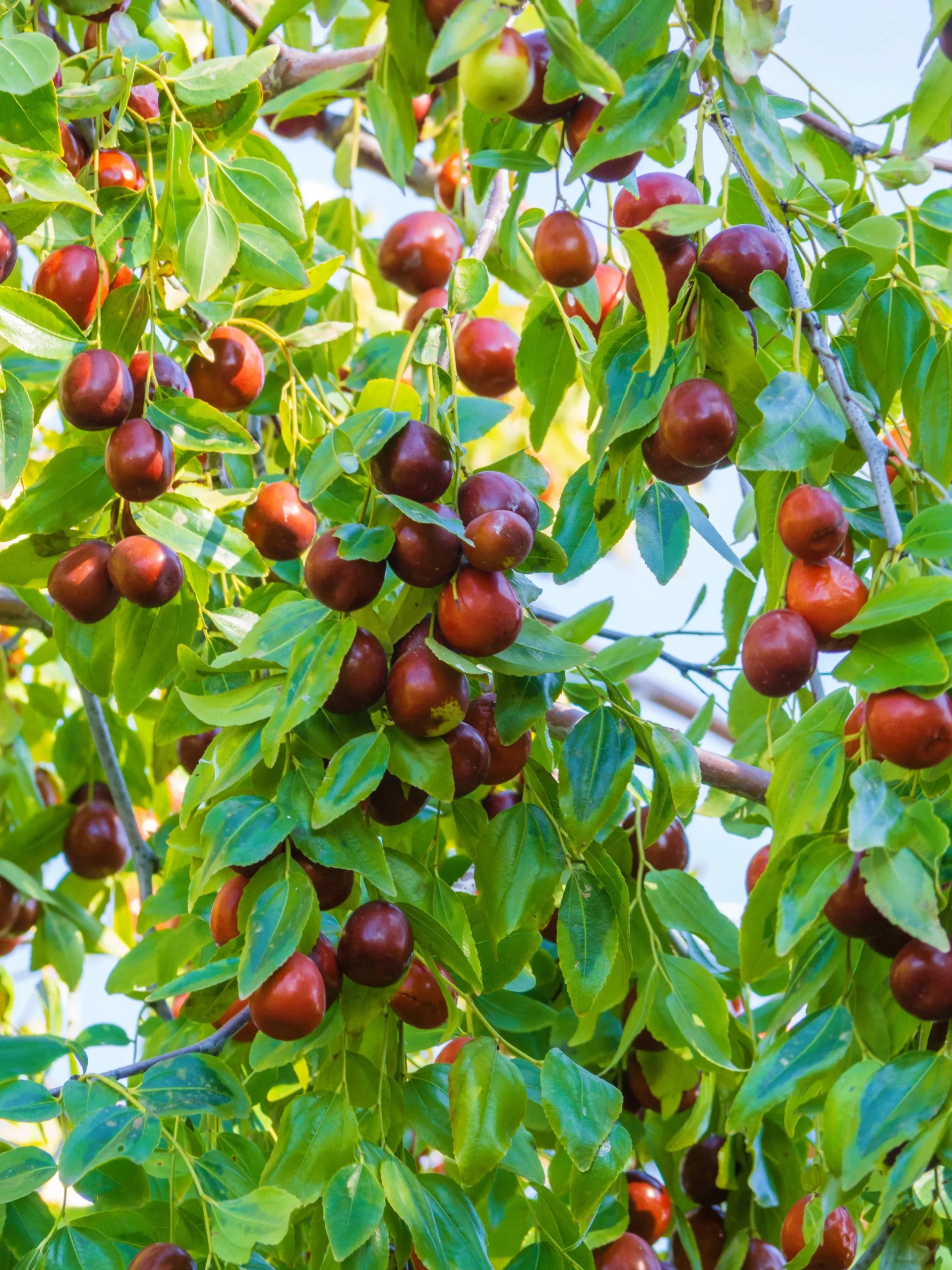20 ASIAN DATE Jujube Ziziphus Spinosa Common Chinese Tsao Red Fruit Tree Seeds