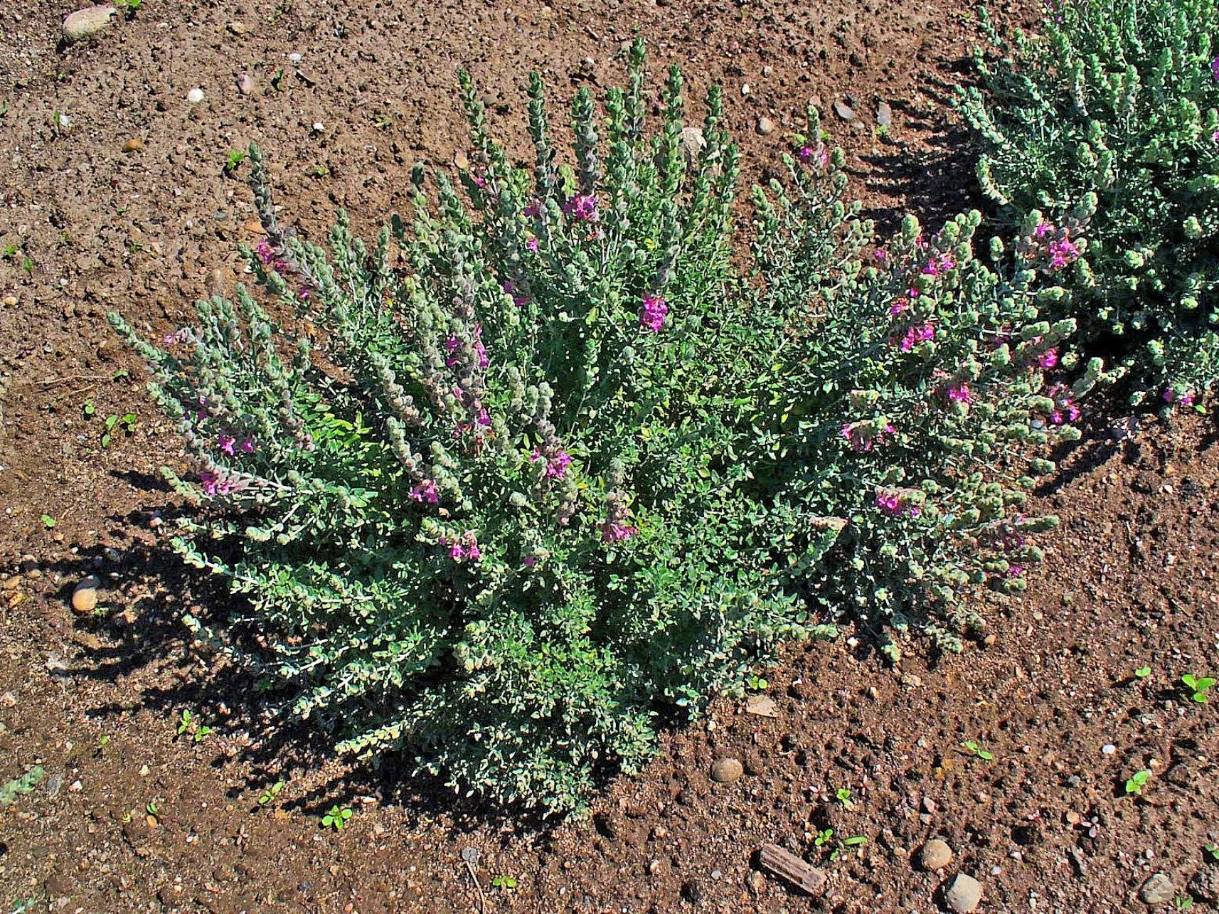 20 CAT THYME Teucrium Marum aka Cat Crack, Kitty Crack, & Mediterranean Germander Silvery Foliage Red Purple Flower Herb Sub-Shrub Seeds