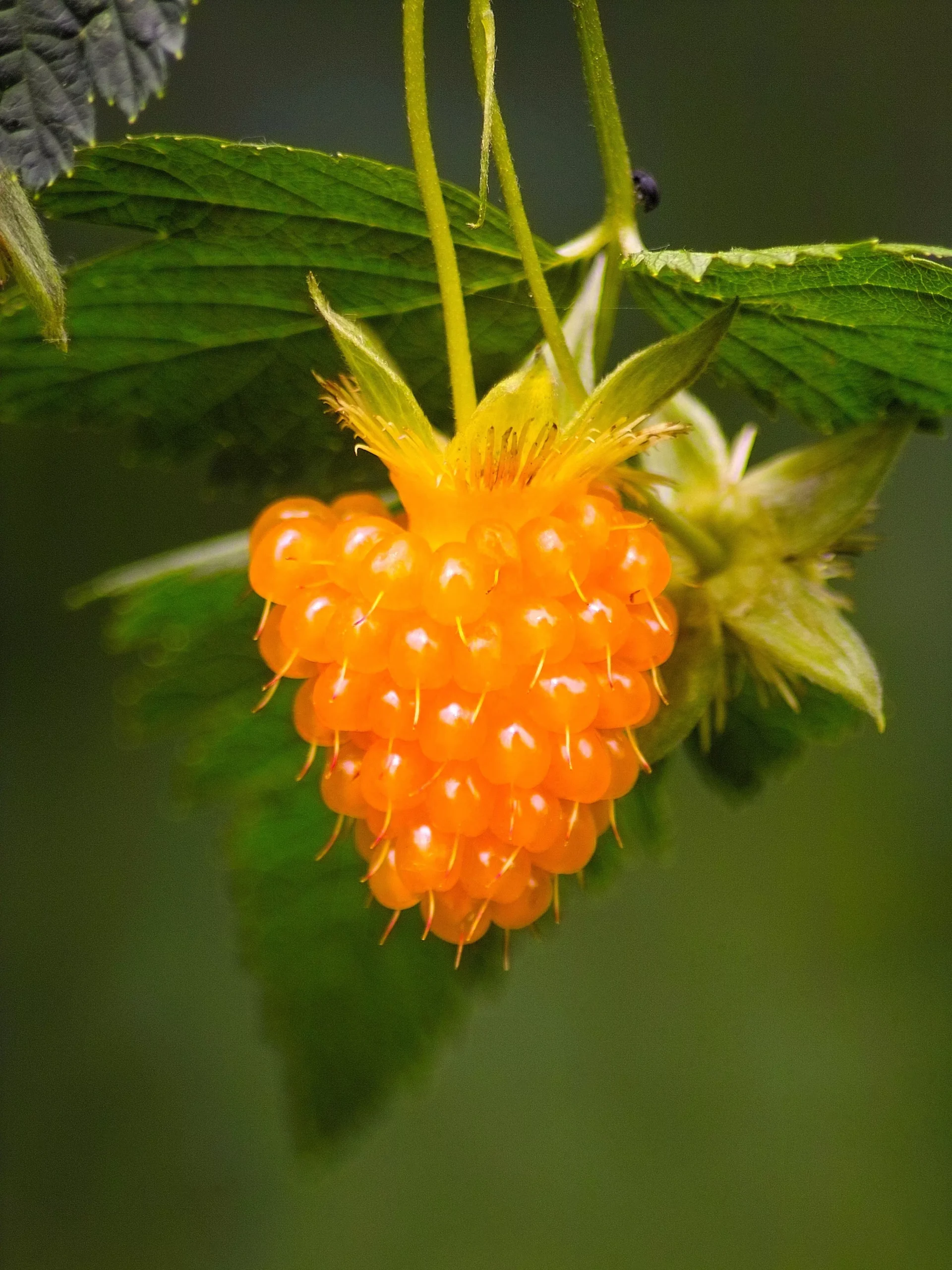 20 SALMONBERRY RUSSIAN RASPBERRY Rubus Spectabilis Fruit Seeds Purple Flowers