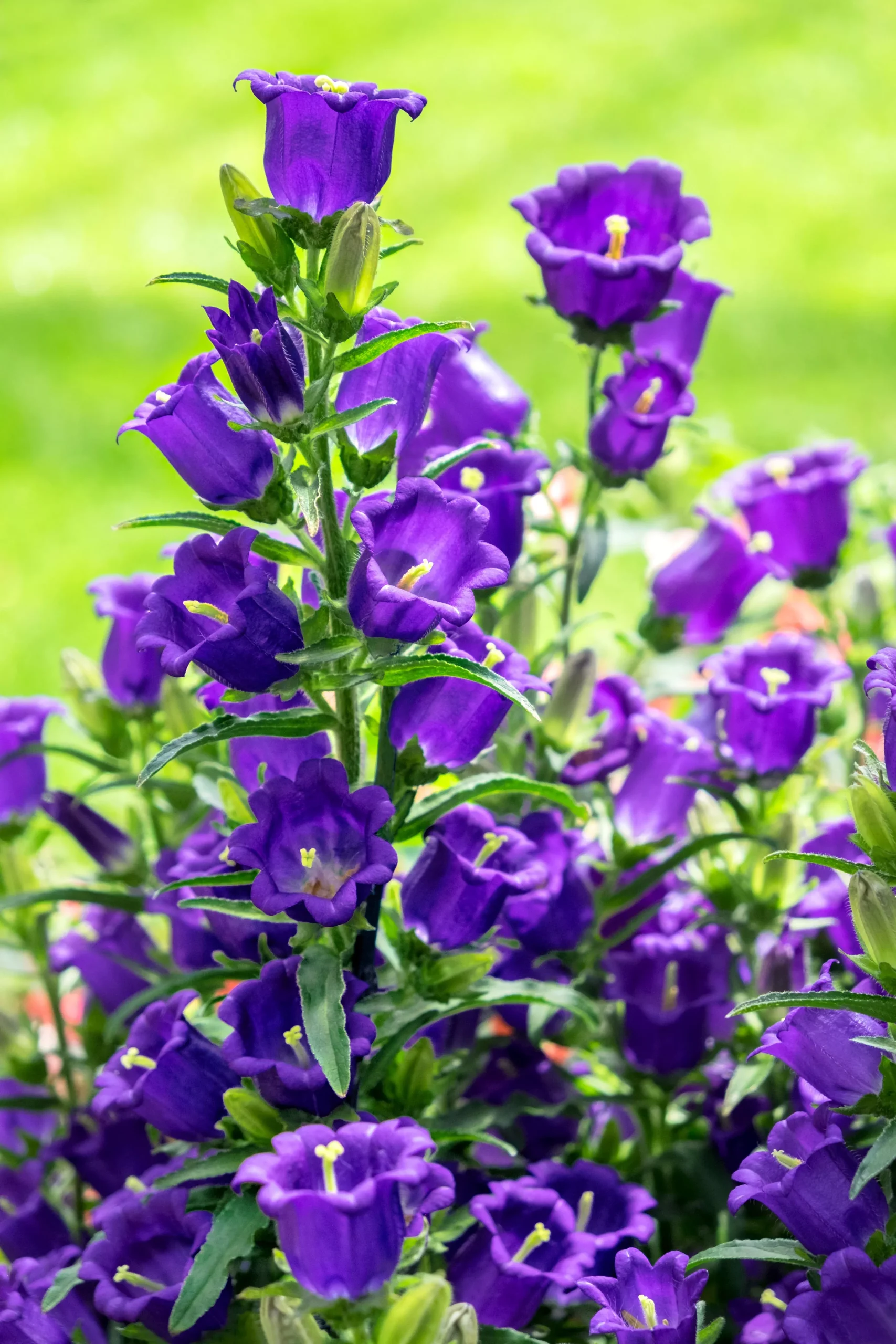 200 Blue CANTERBURY BELLS – CAMPANULA Medium Flower Seeds