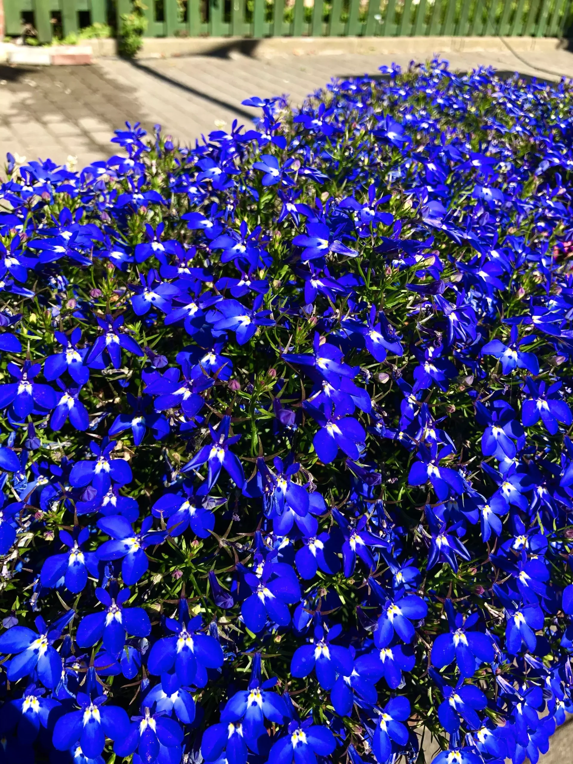 200 Electric Blue & White HALF MOON LOBELIA Erinus Flower Seeds