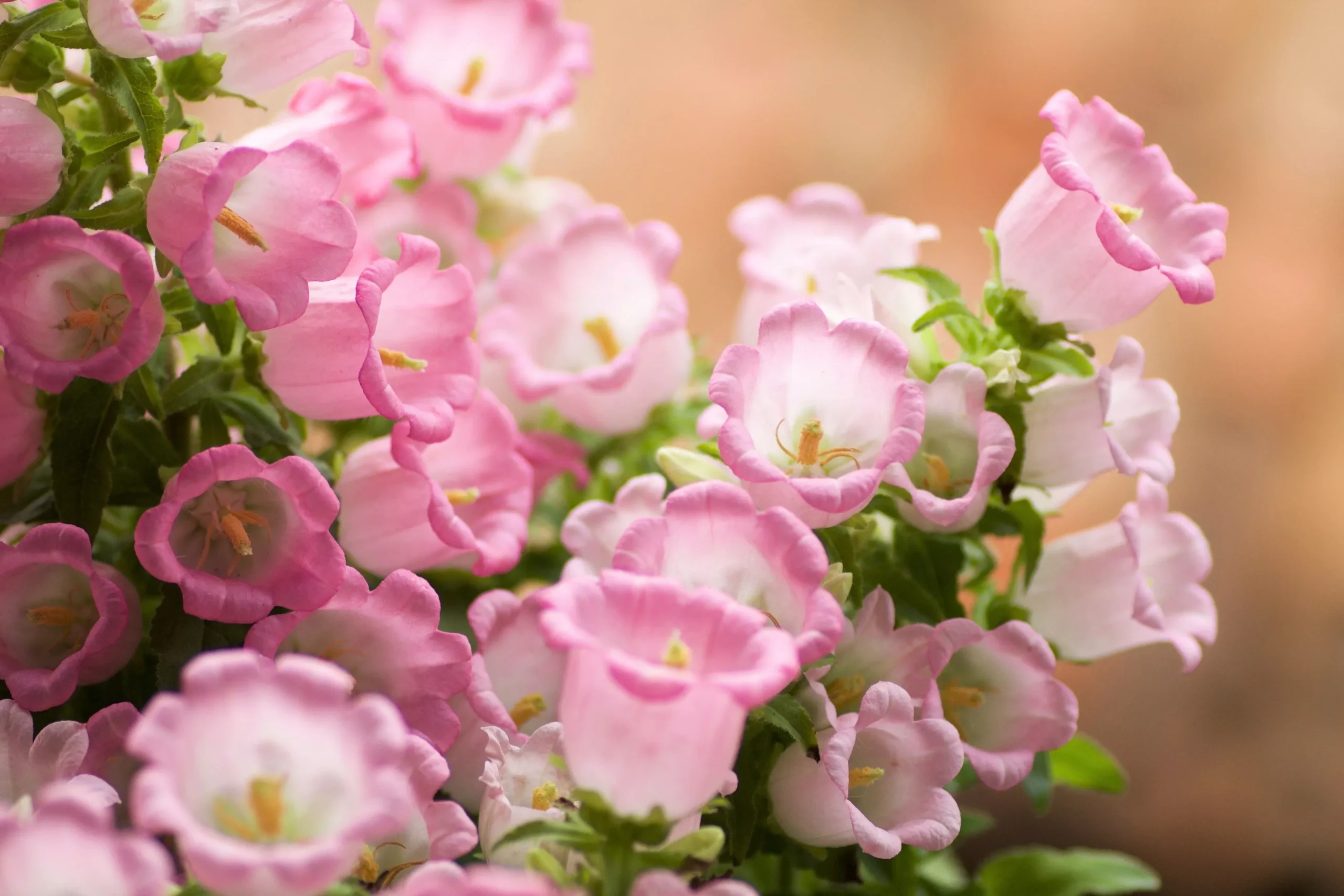 200 Rose Pink CANTERBURY BELLS – CAMPANULA Medium Flower Seeds