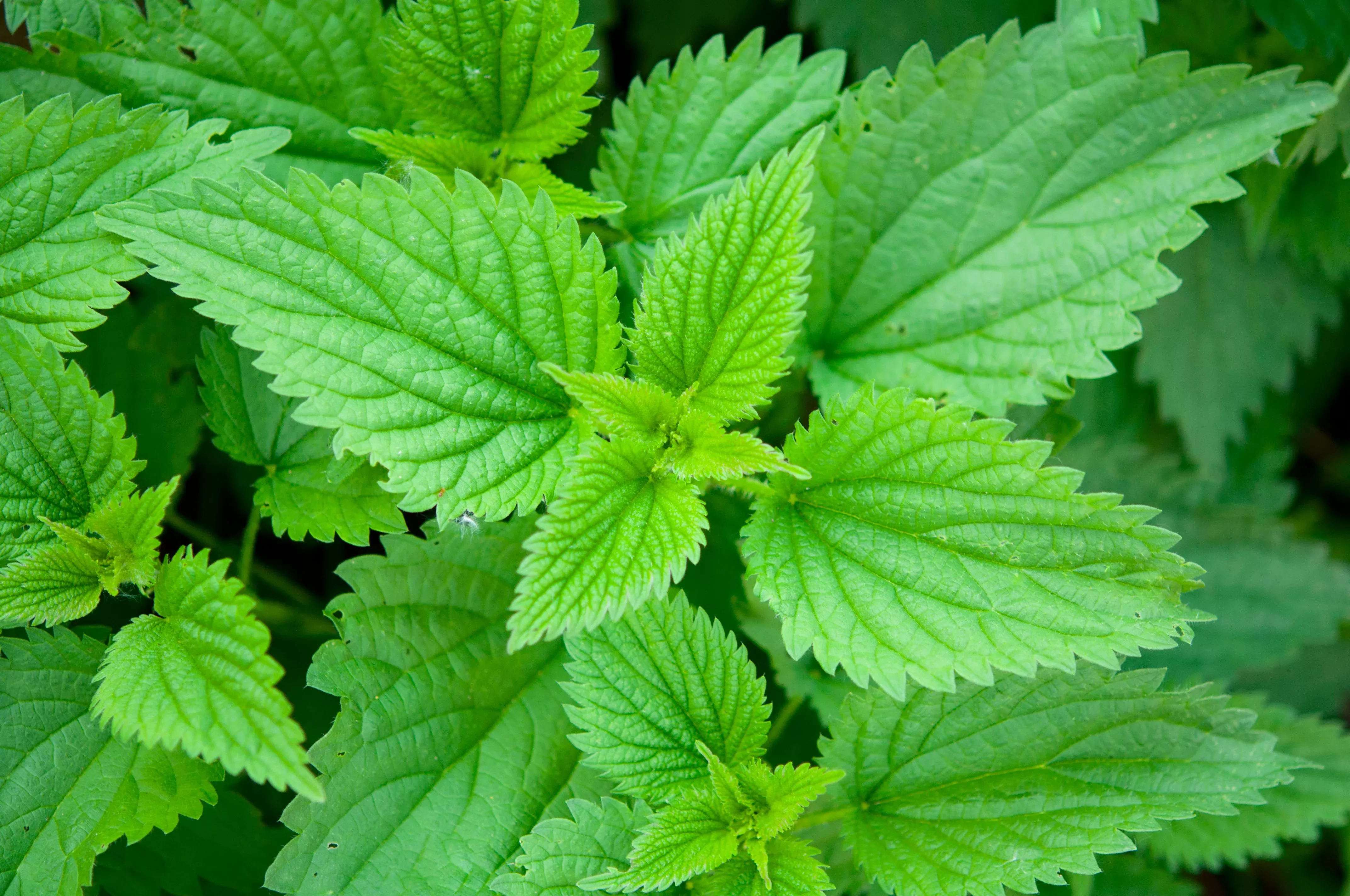 200 STINGING NETTLE Urtica Dioica (aka Common, California, or Bull Nettle / Tread Softly) Flower Seeds