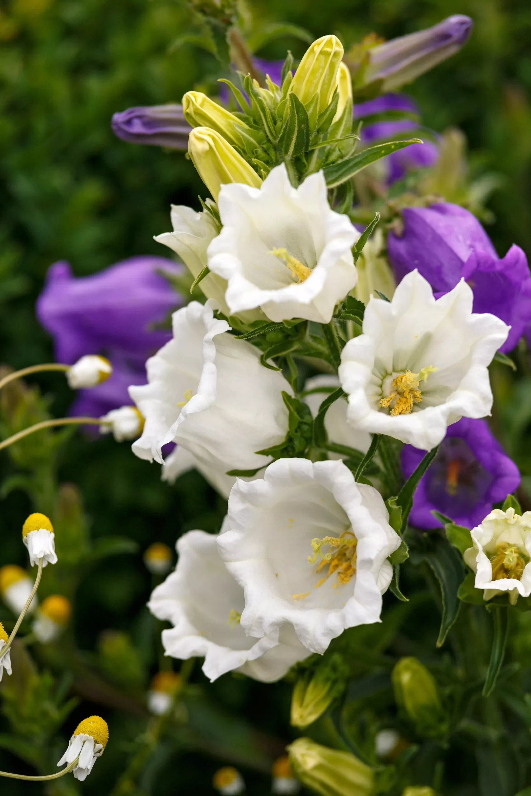 200 White CANTERBURY BELLS – CAMPANULA Medium Flower Seeds