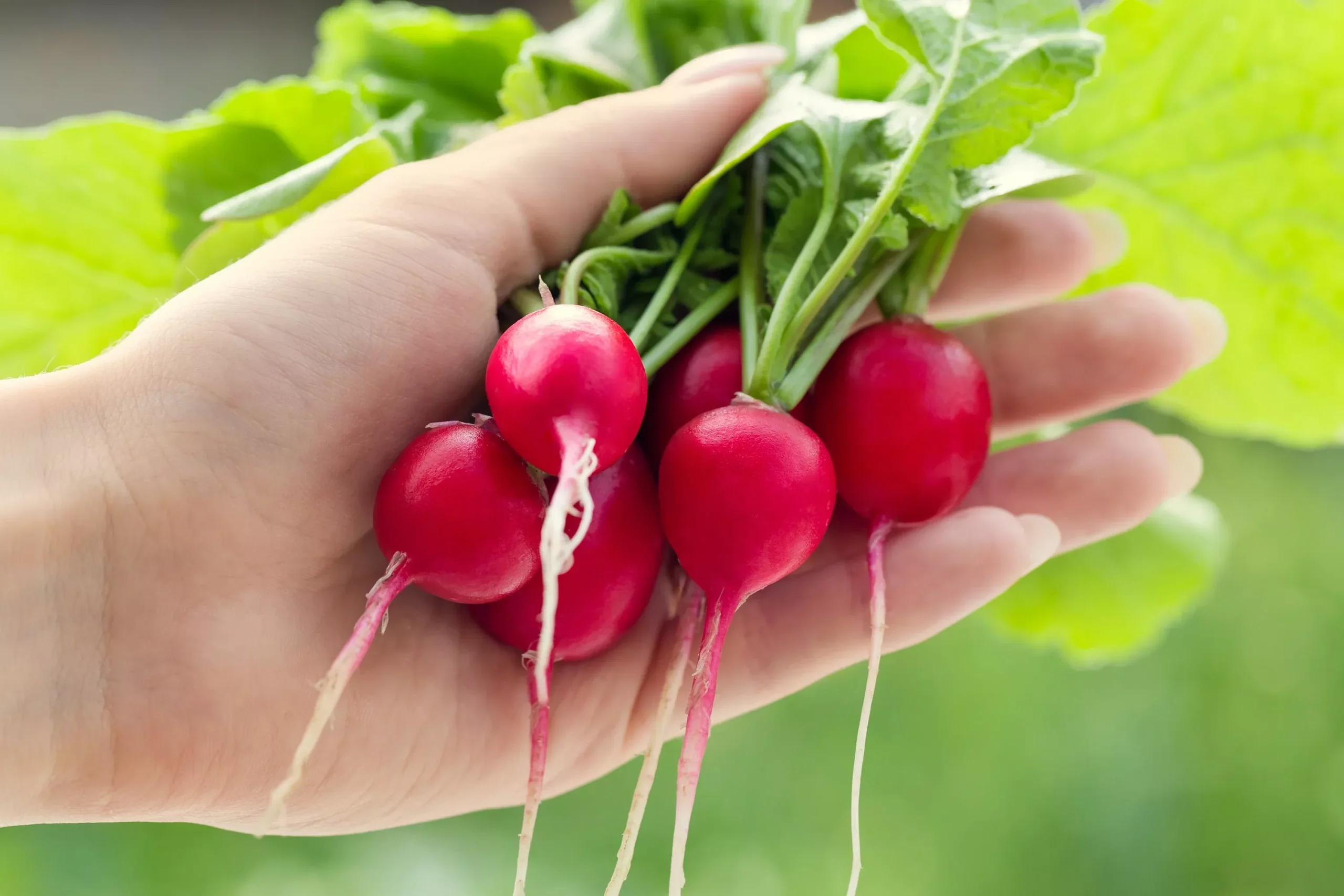 2000 CHERRY BELLE RADISH Raphanus Sativus Vegetable Seeds