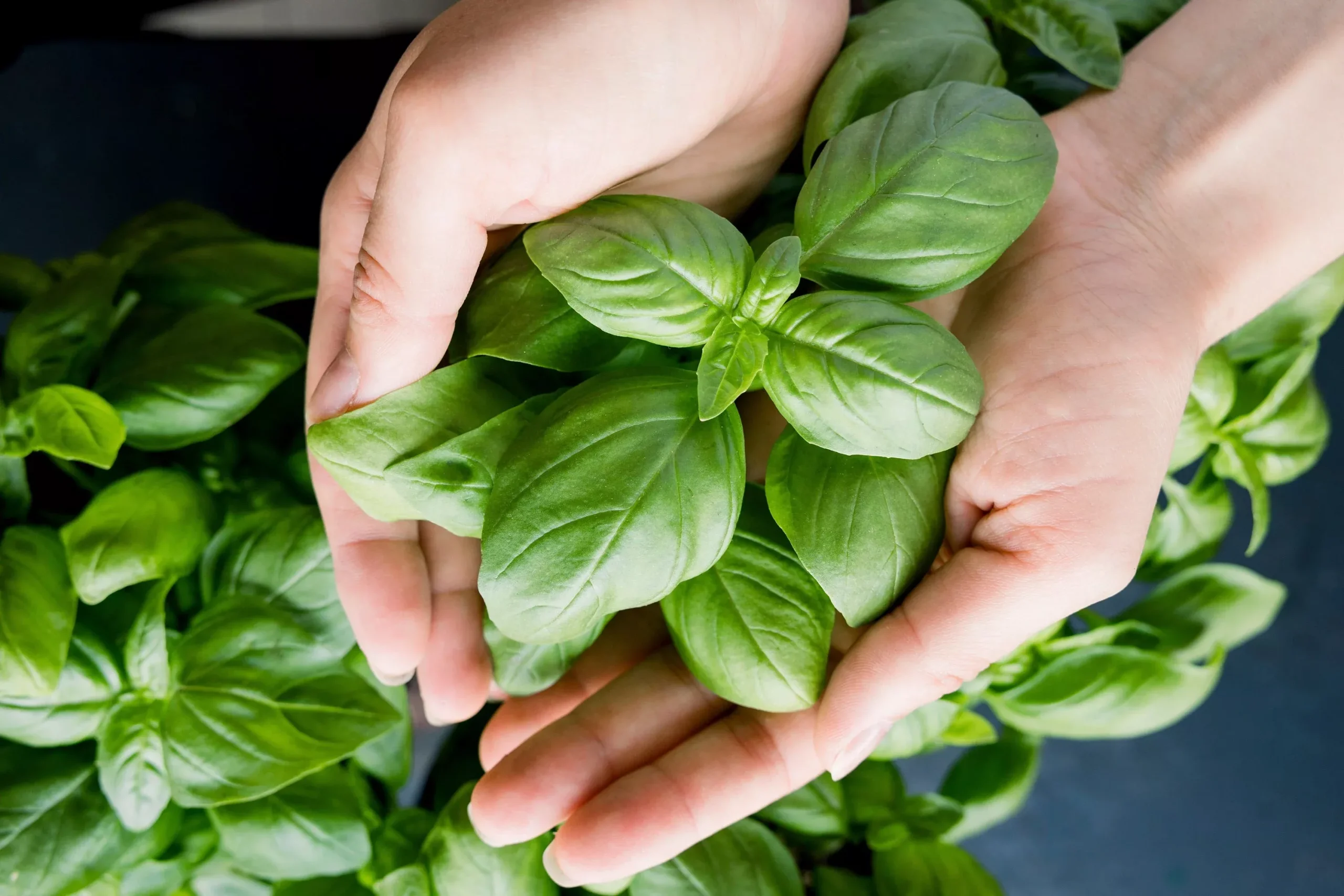 2000 SWEET GENOVESE BASIL Ocimum Basilicum Herb Flower Seeds