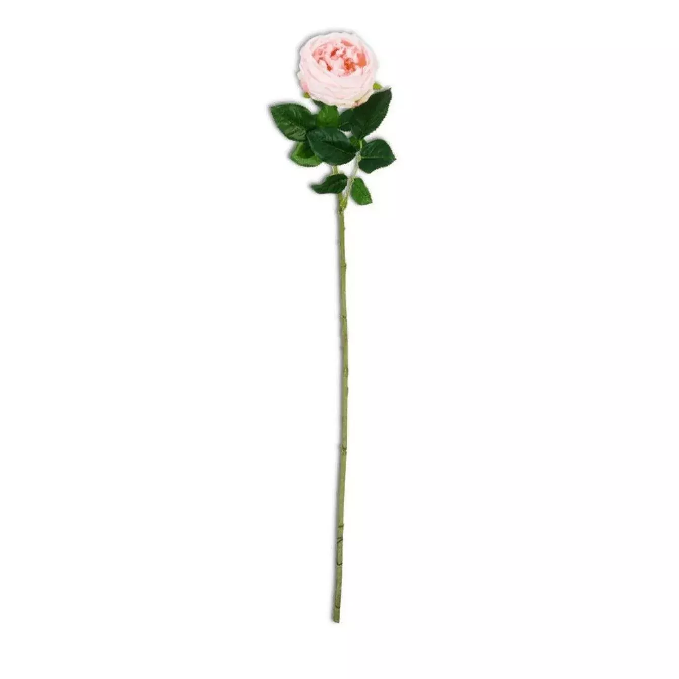 24″ Real Touch Austin Rose Stem
