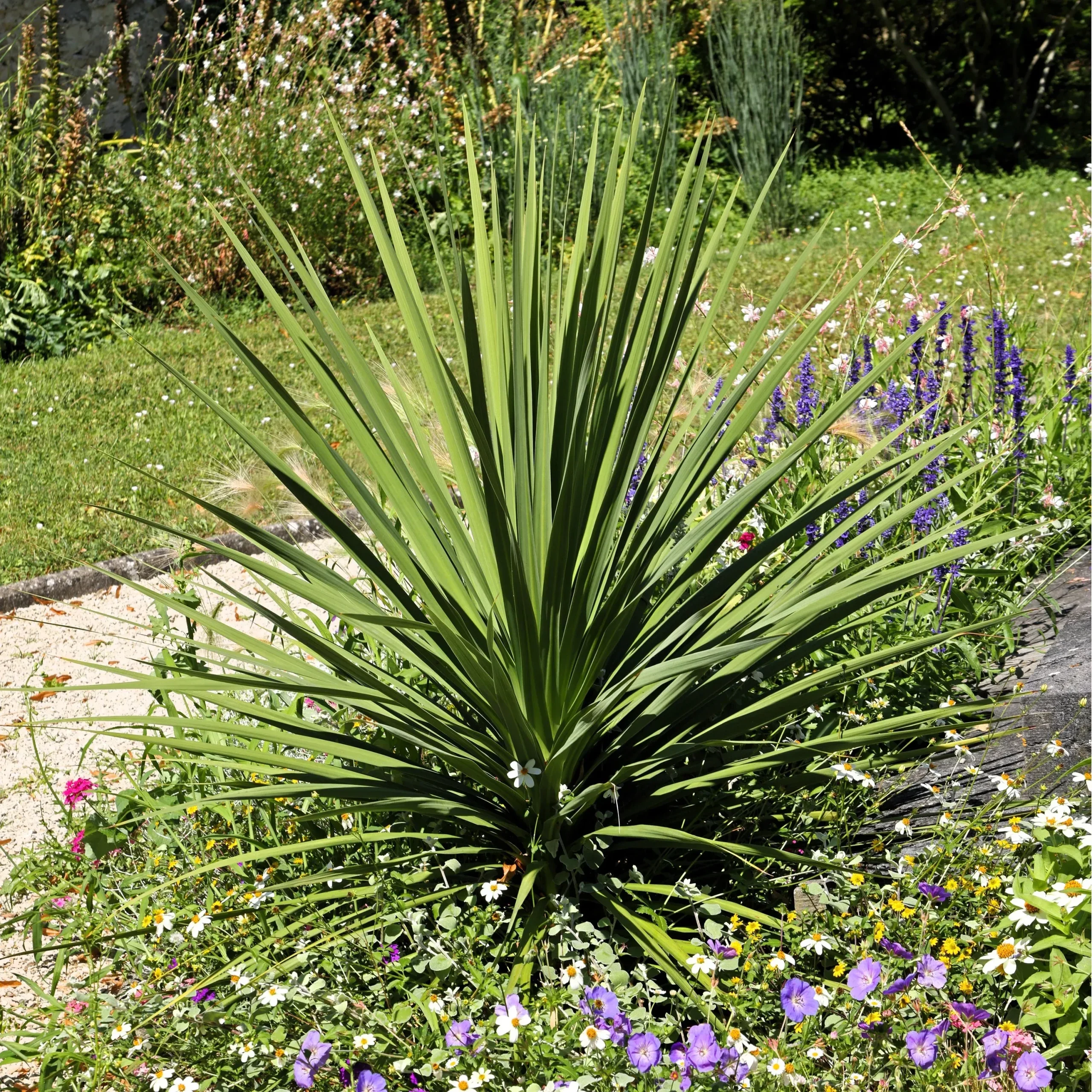 25 BLUE DRACAENA ( Spikes / Broad Leaved Cabbage Tree / Mountain Cabbage ) Cordyline Indivisa Flower Seeds