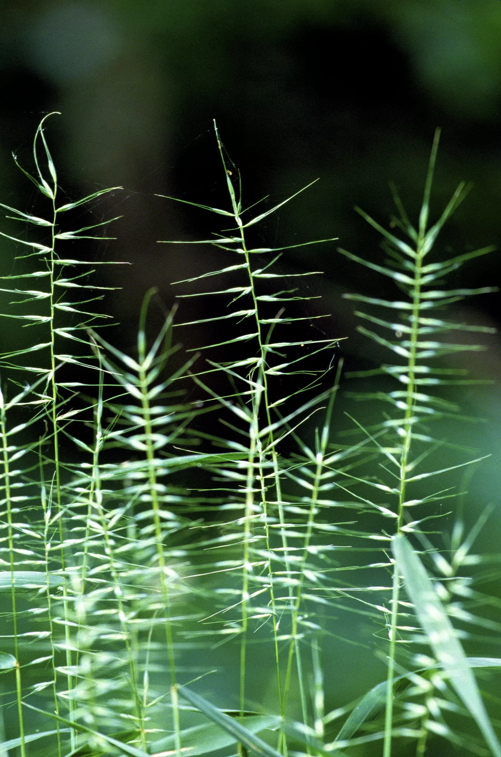 25 BOTTLEBRUSH GRASS Ornamental Shade Elymus Hystrix Patula Seeds