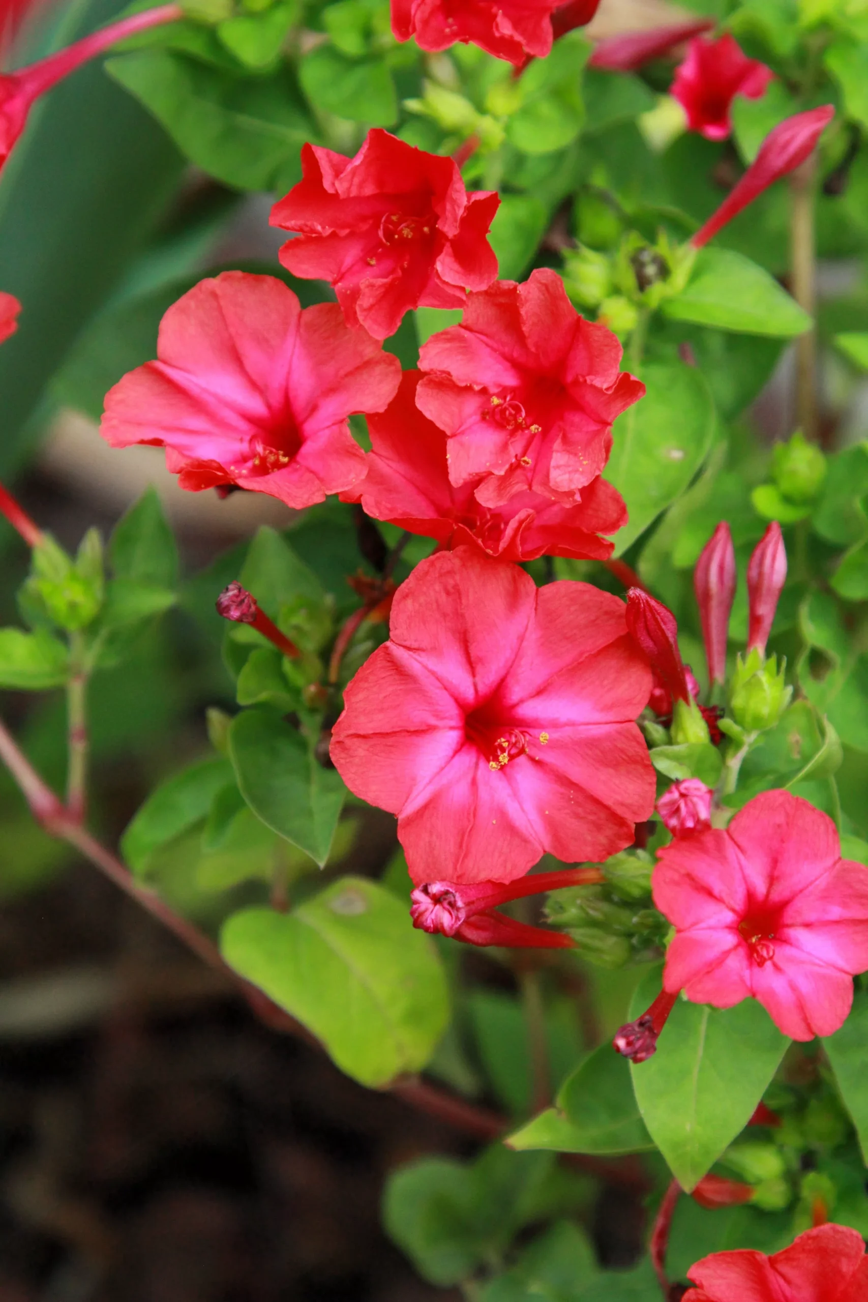 25 RED FOUR O’CLOCK Marvel of Peru Mirabilis Jalapa Flower Seeds