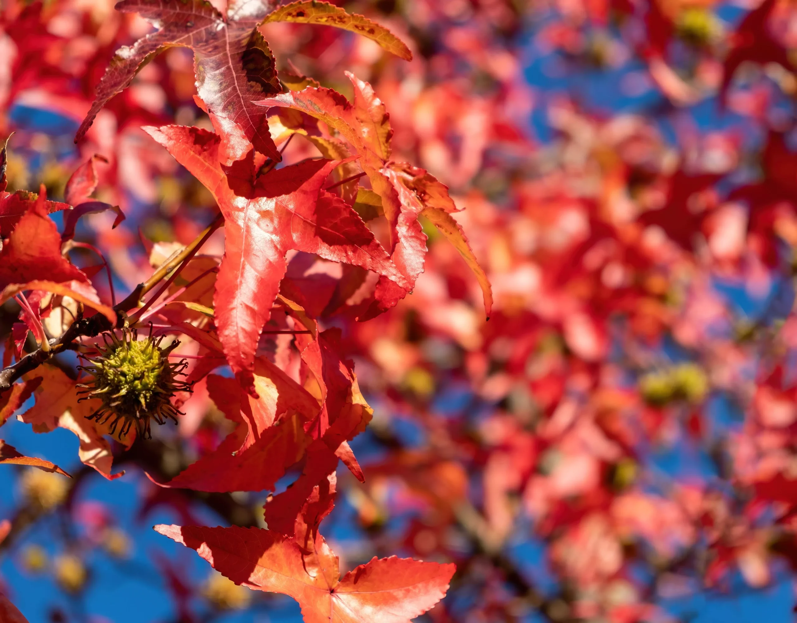 25 SIBERIAN MAPLE TREE Acer Ginnala Seeds - Red Fall Foliage