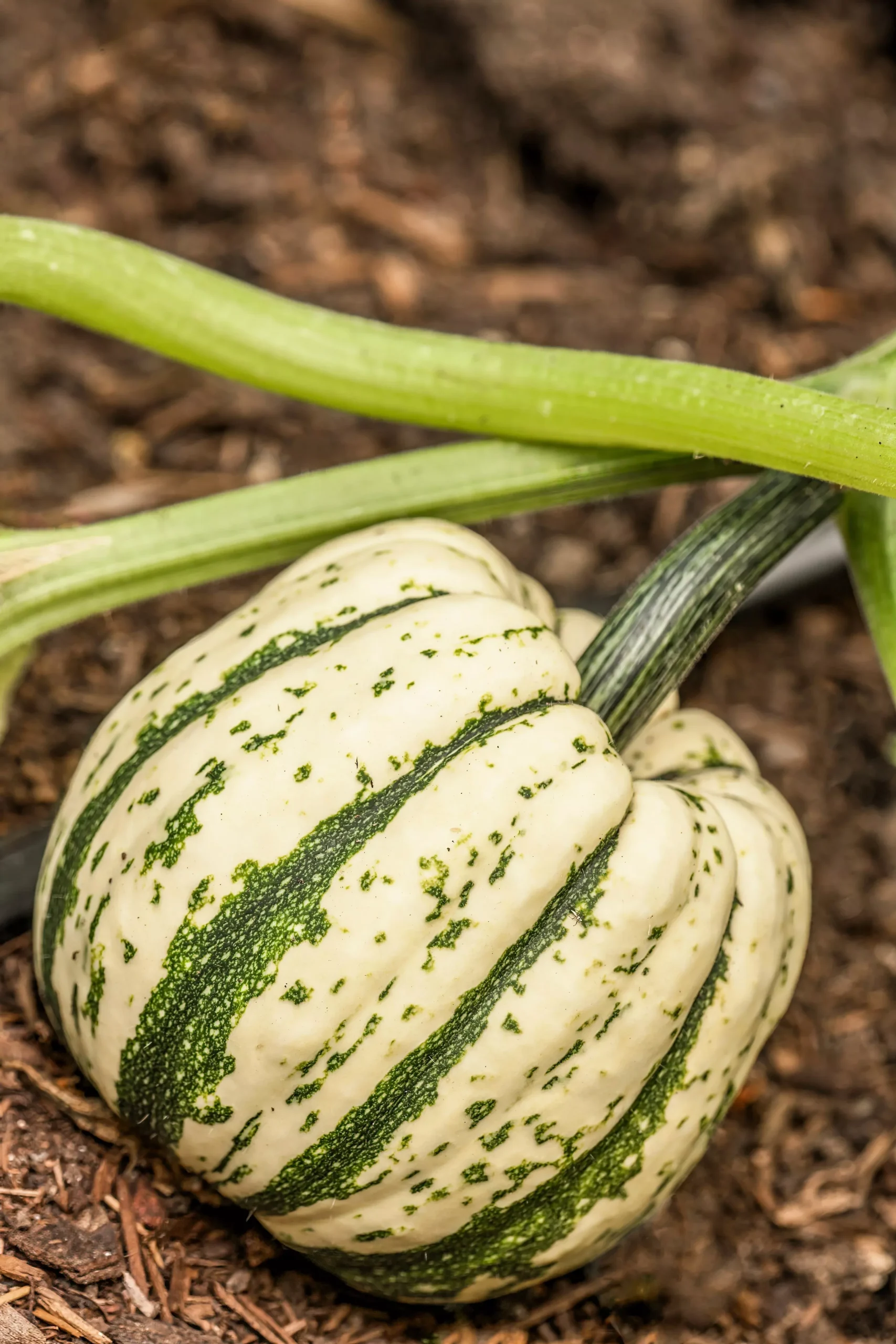 25 SWEET DUMPLING SQUASH Orange Winter Delicata Cucurbita Maxima Vegetable Seeds