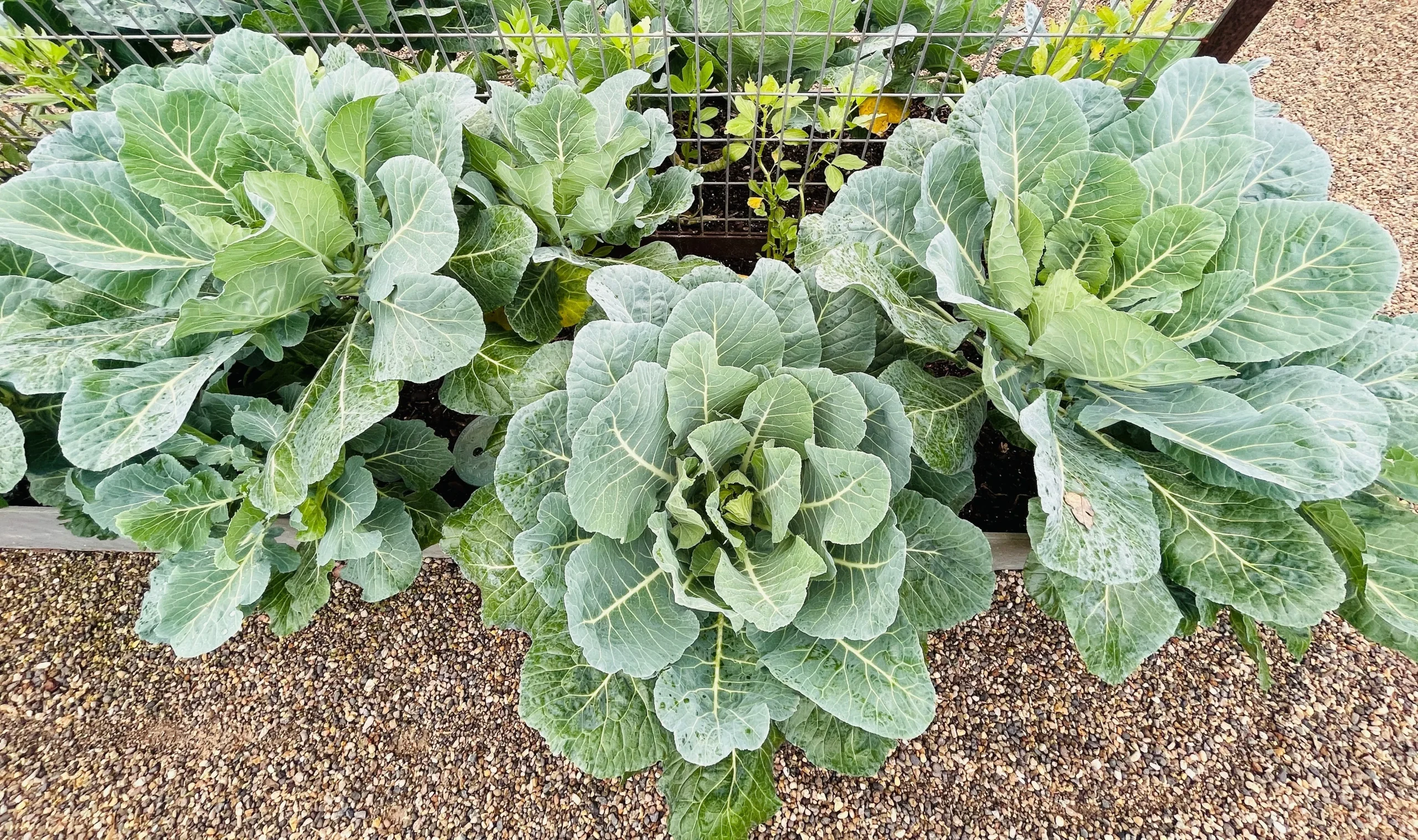 250 VATES COLLARDS Collard Greens Brassica Oleracea Acephala Vegetable Seeds