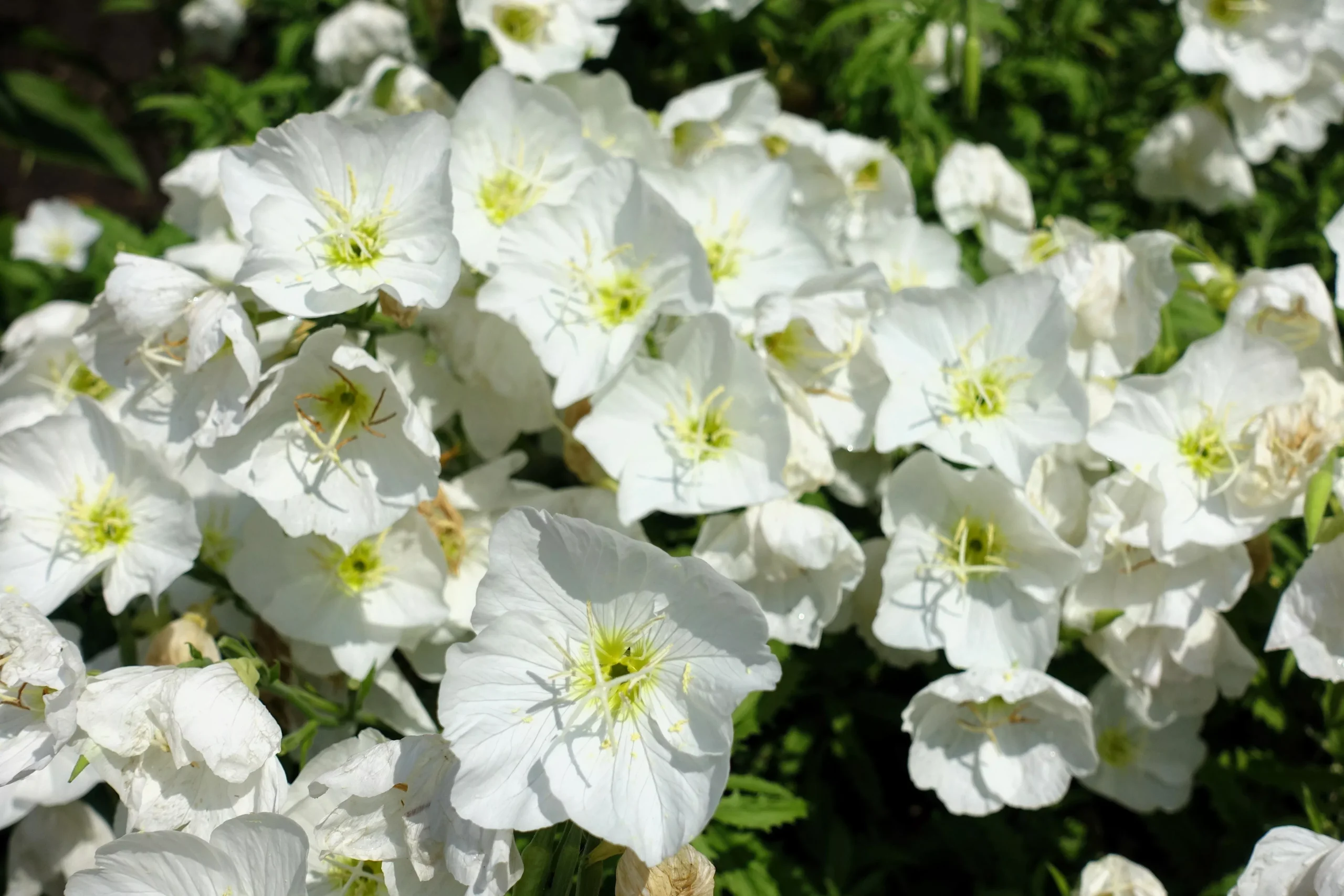 250 WHITE Pale EVENING PRIMROSE (White Buttercup / Sundrops) Oenothera Pallida Flower Seeds