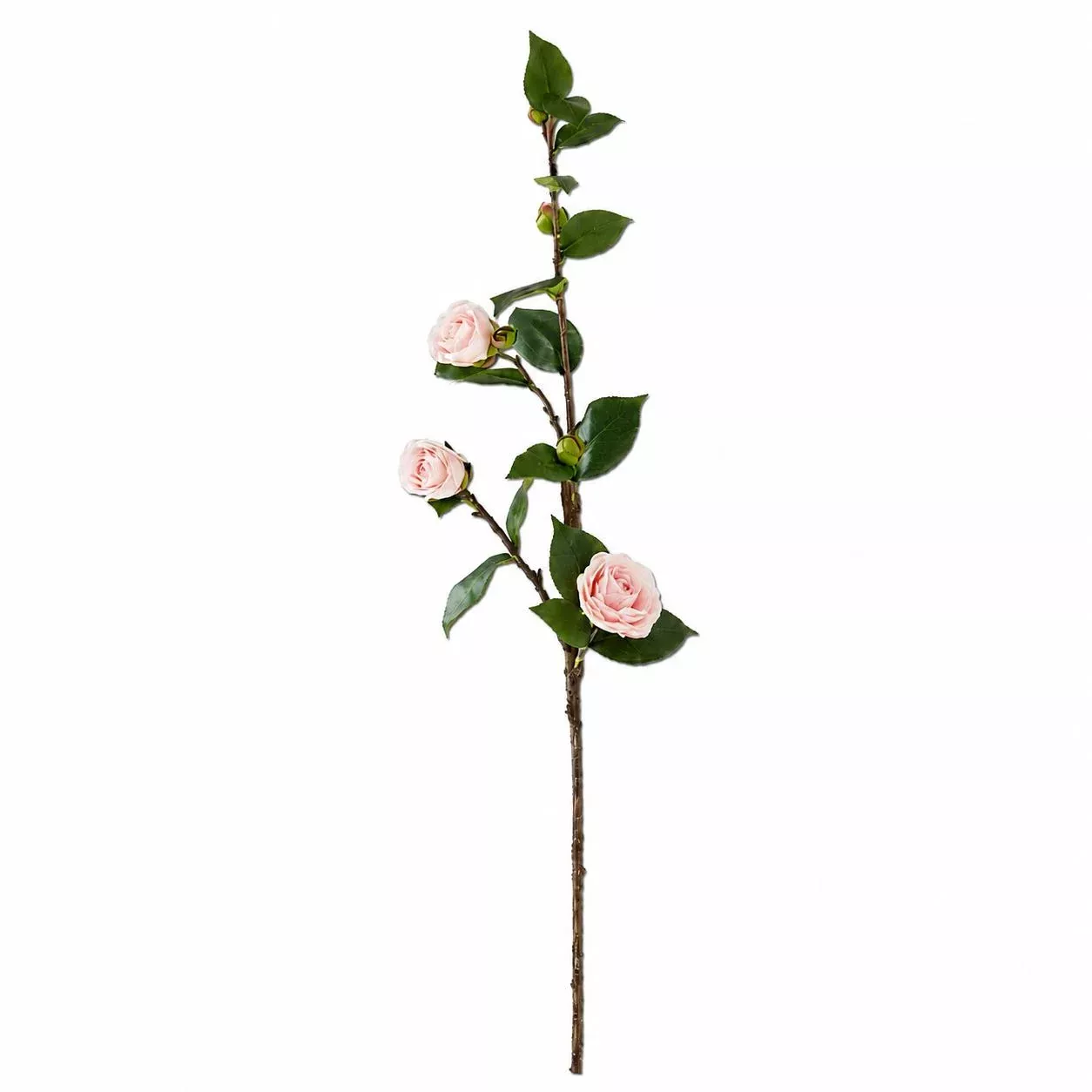 30″ Pink Camellia Stem