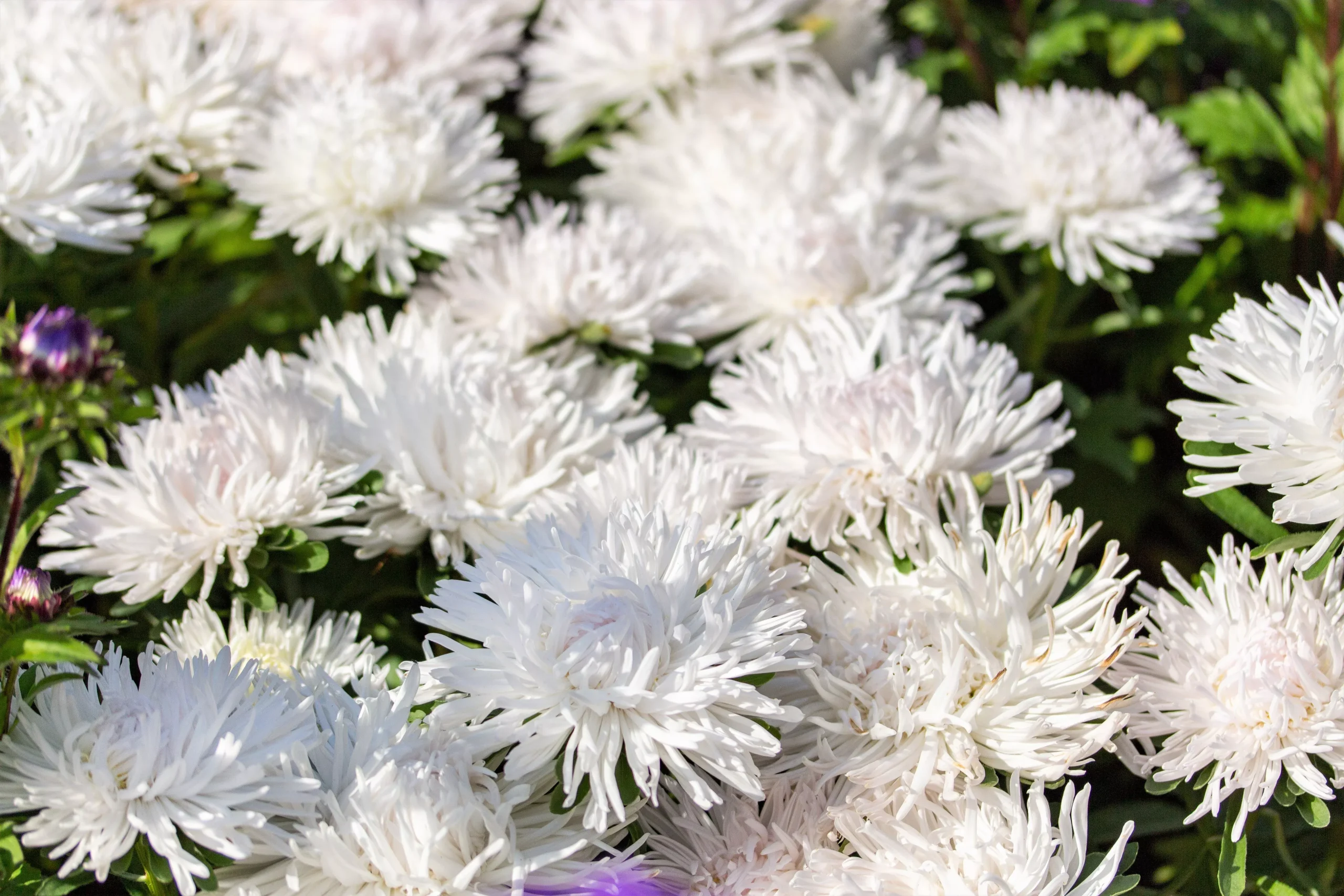 30 WHITE NEEDLE ASTER Callistephus Chinensis Unicom Flower Seeds