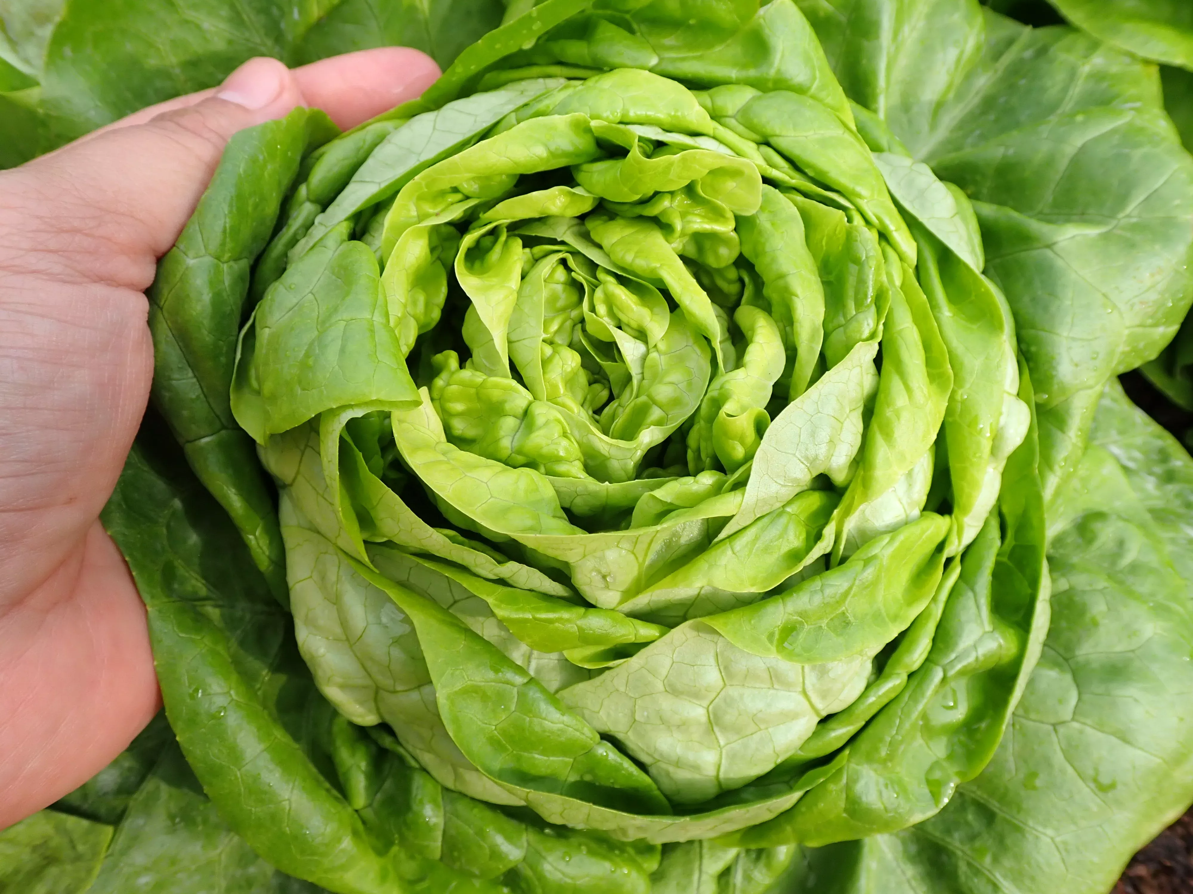 3000 BUTTERCRUNCH LEAF LETTUCE Lactuca Sativa Vegetable Seeds