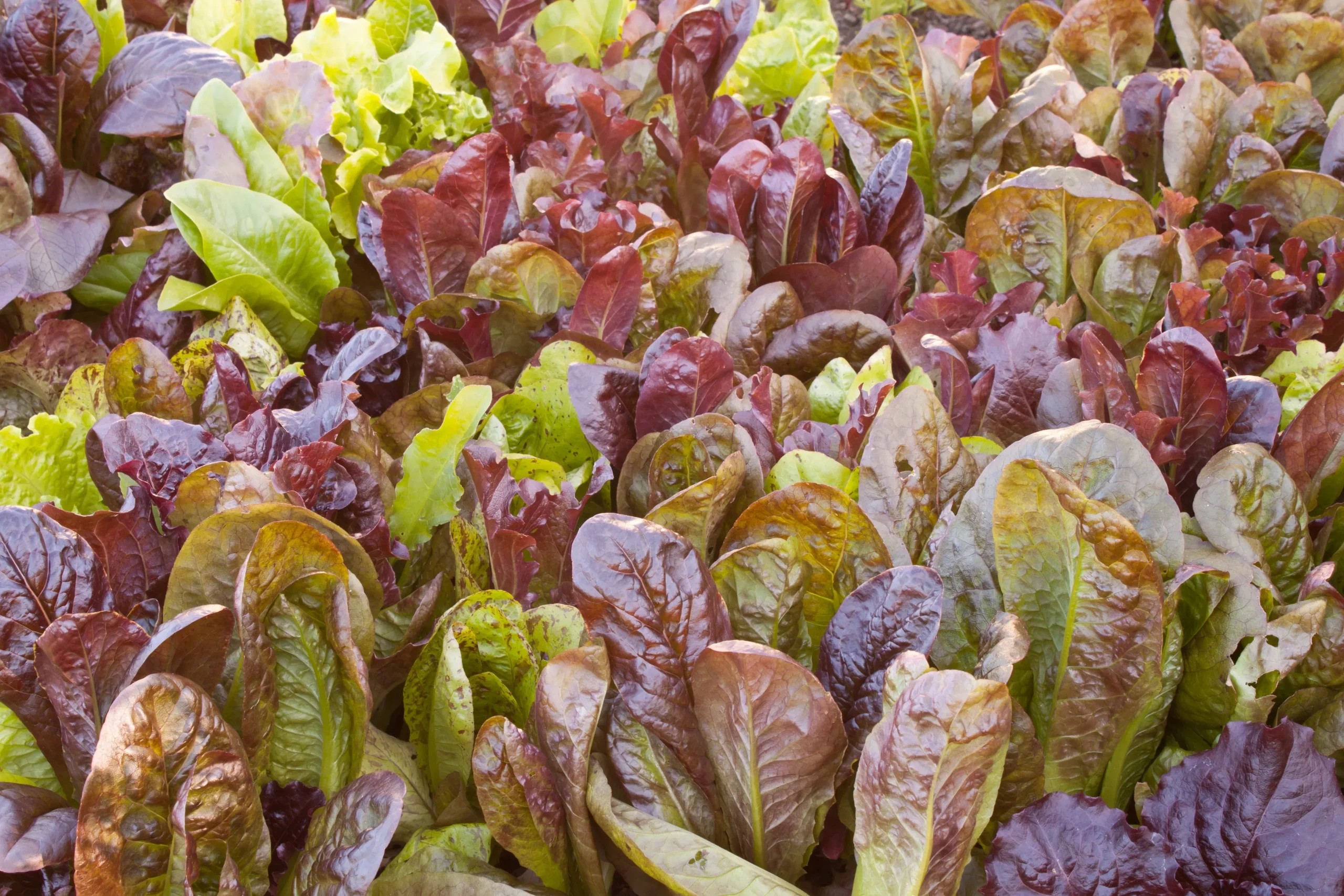 3000 CIMMARON Red ROMAINE LETTUCE Lactuca Sativa Vegetable Seeds