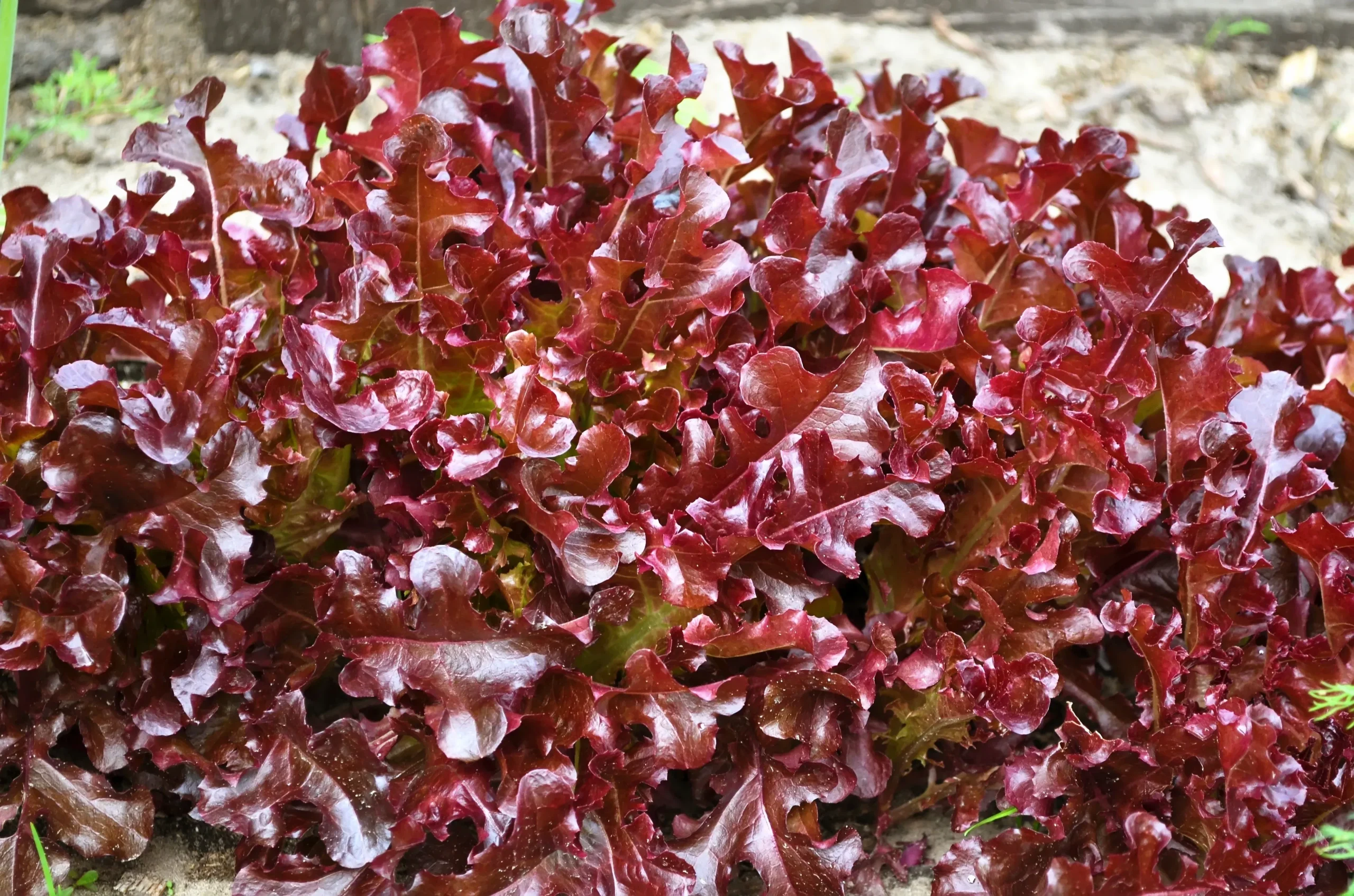 3000 Leaf Lettuce RED SALAD BOWL Lactuca Sativa Vegetable Seeds