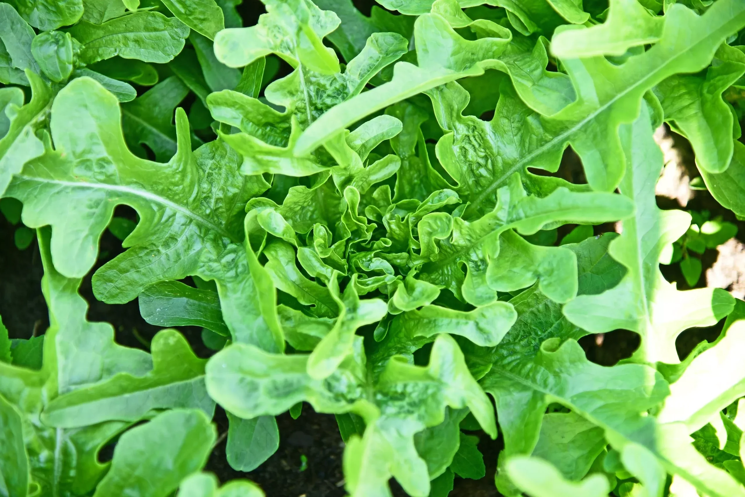 3000 OAK LEAF LETTUCE Lactuca Sativa Vegetable Seeds