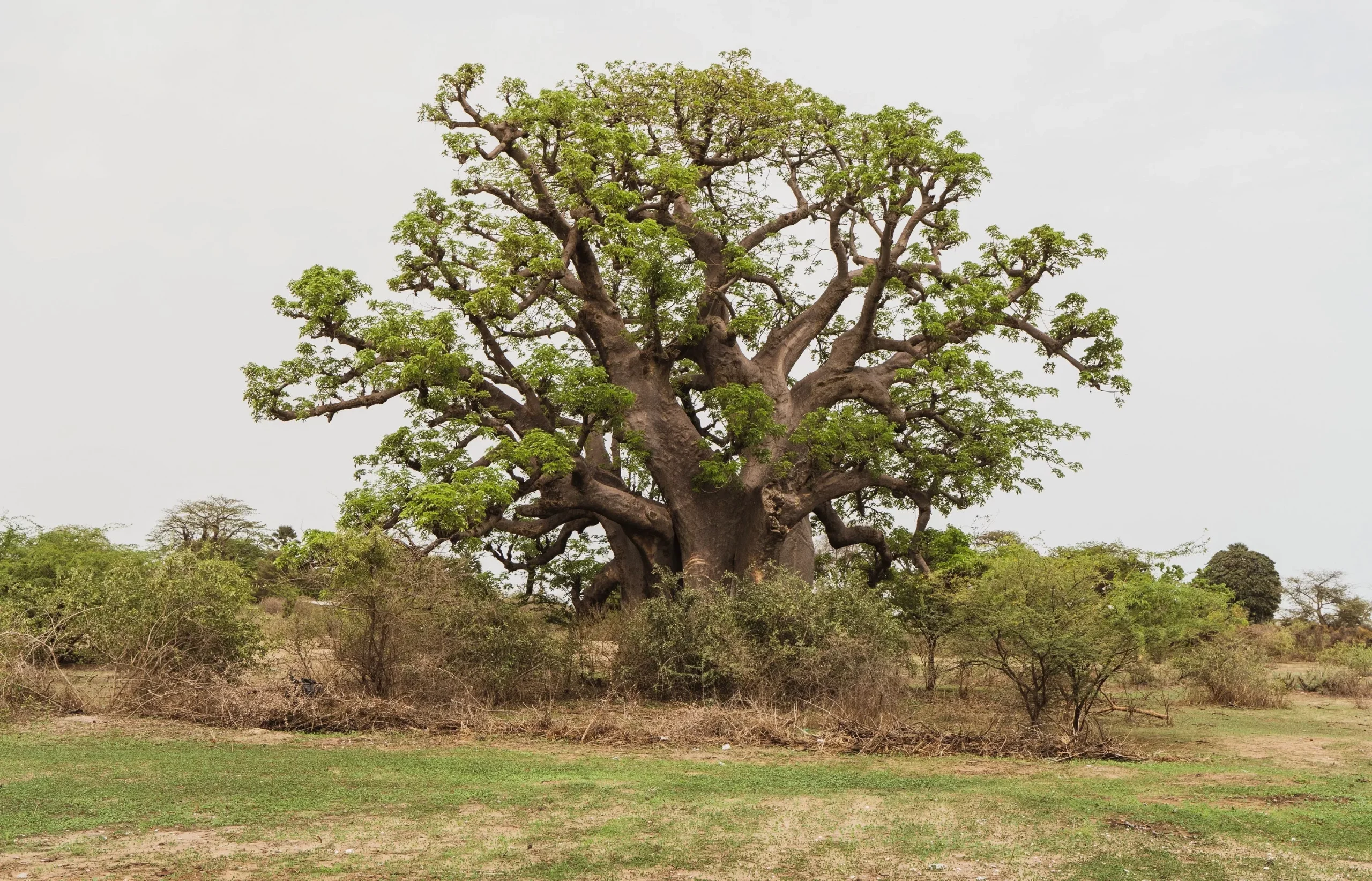 5 African BAOBAB TREE Adansonia Digitata Monkey Bread Judas Fruit Seeds