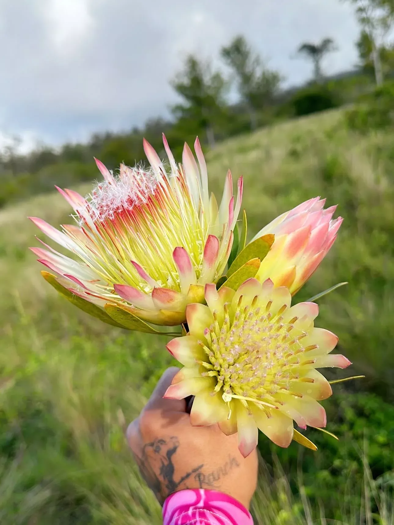5 SUGARBUSH PROTEA Repens Yellow & Pink Huge Flower Seeds