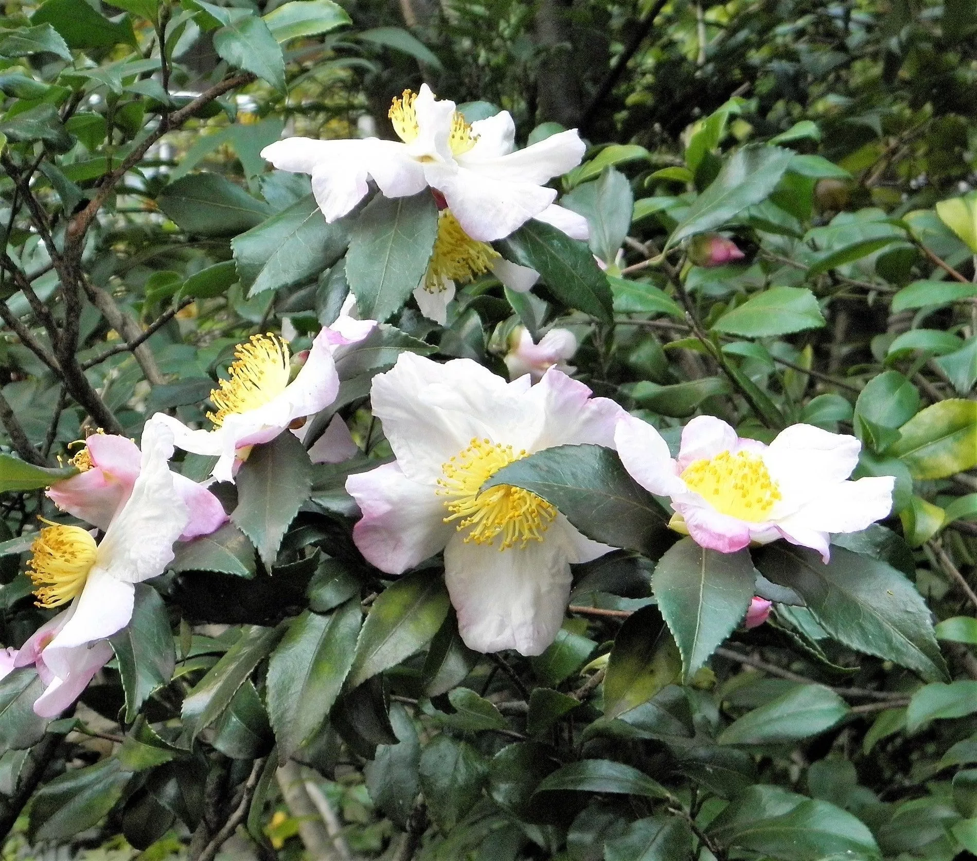 5 TEA PLANT Black & Green Drinking Tea Camellia Sinensis Evergreen Tree Shrub Flower Seeds