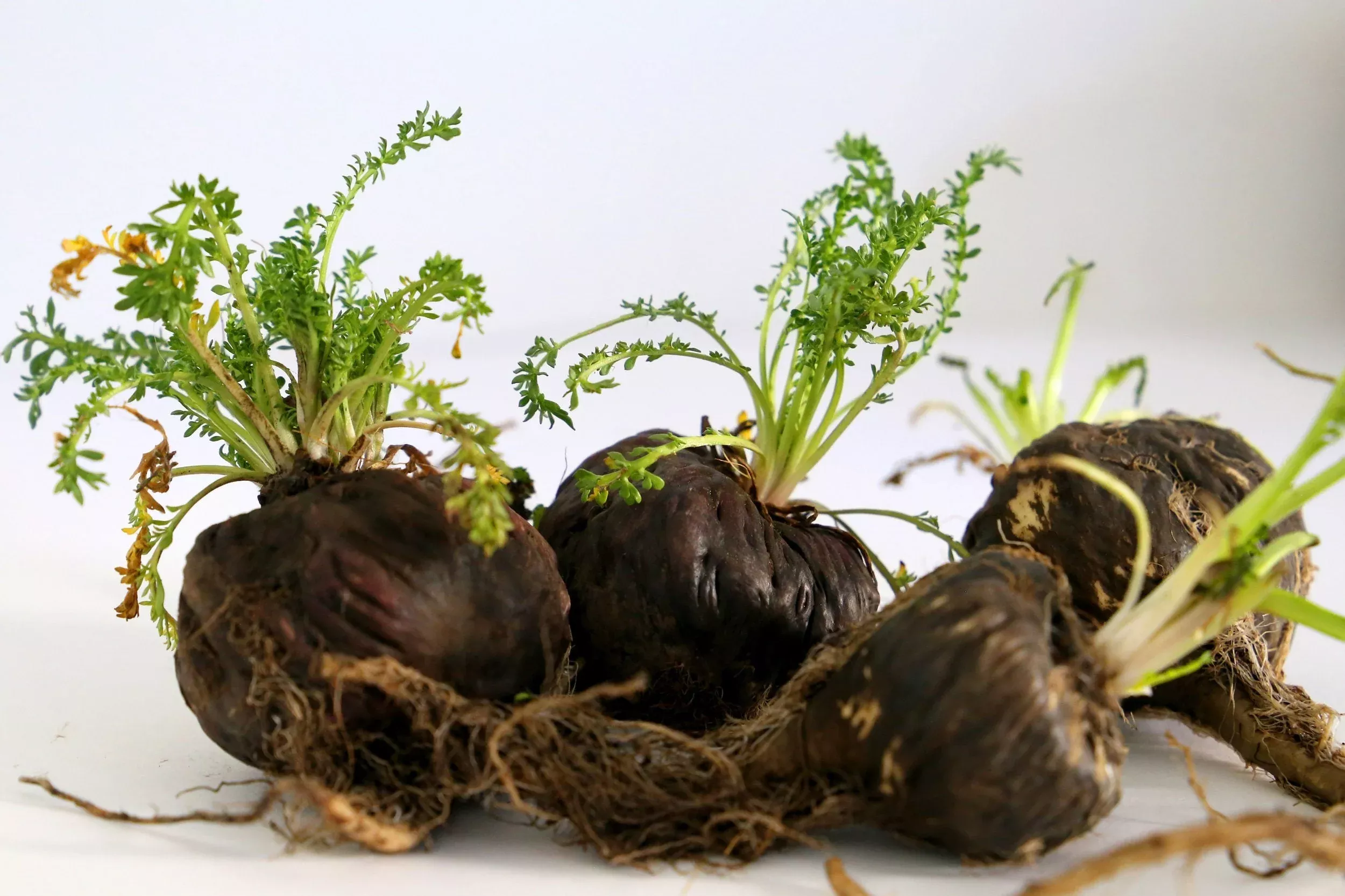 50 BLACK MACA Peruvian Ginseng Maka Lepidium Meyenii syn. Peruvianum Herb Seeds