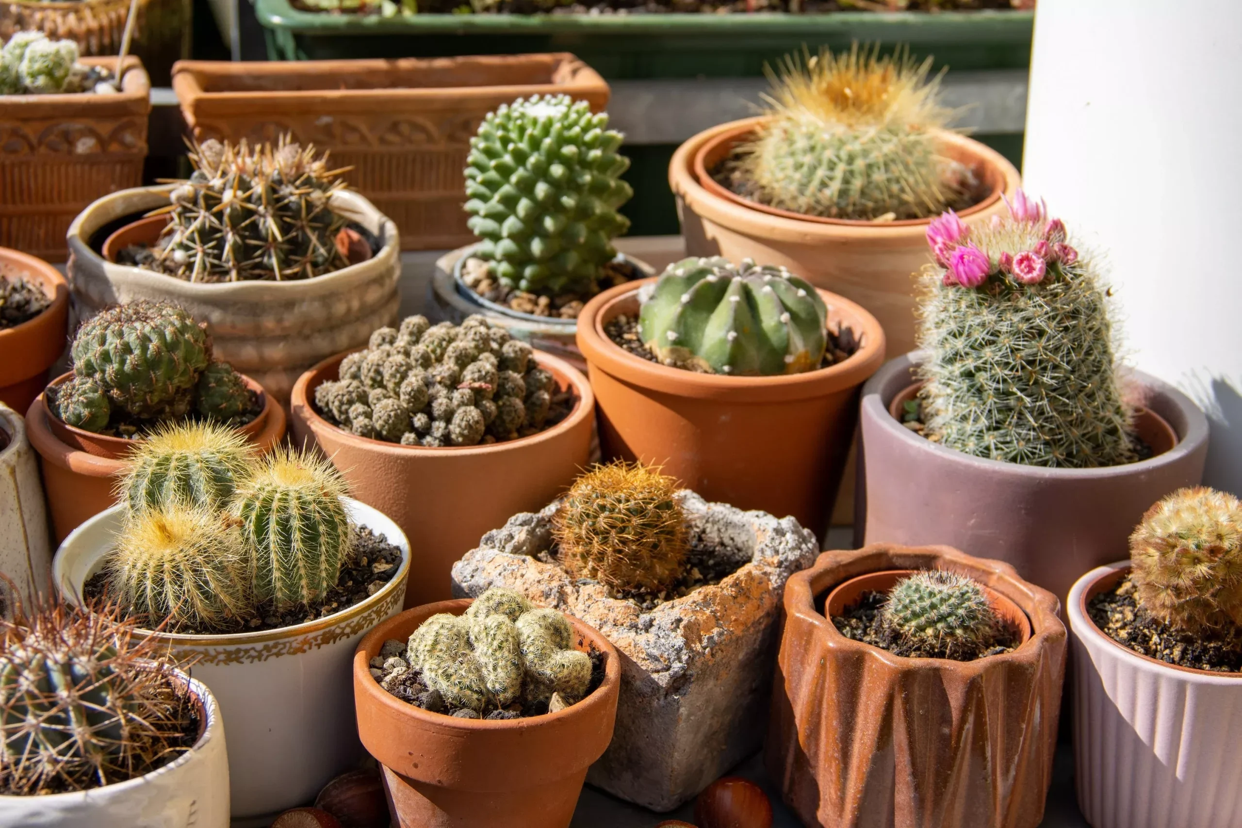 50 CACTUS MIX ‘Finest Mixed’ Succulent Flower Plant Seeds